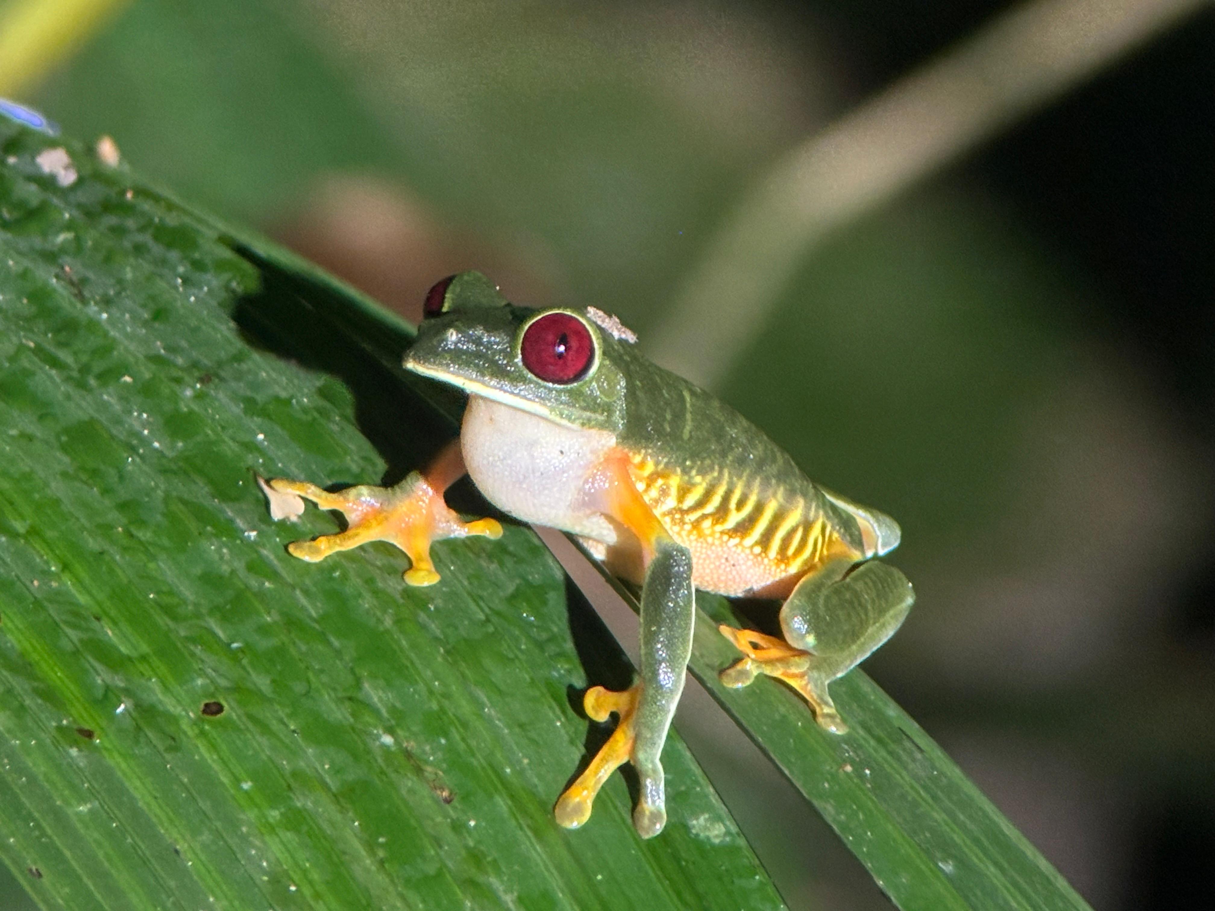 Manuel Antonio Nighttime Wildlife Adventure