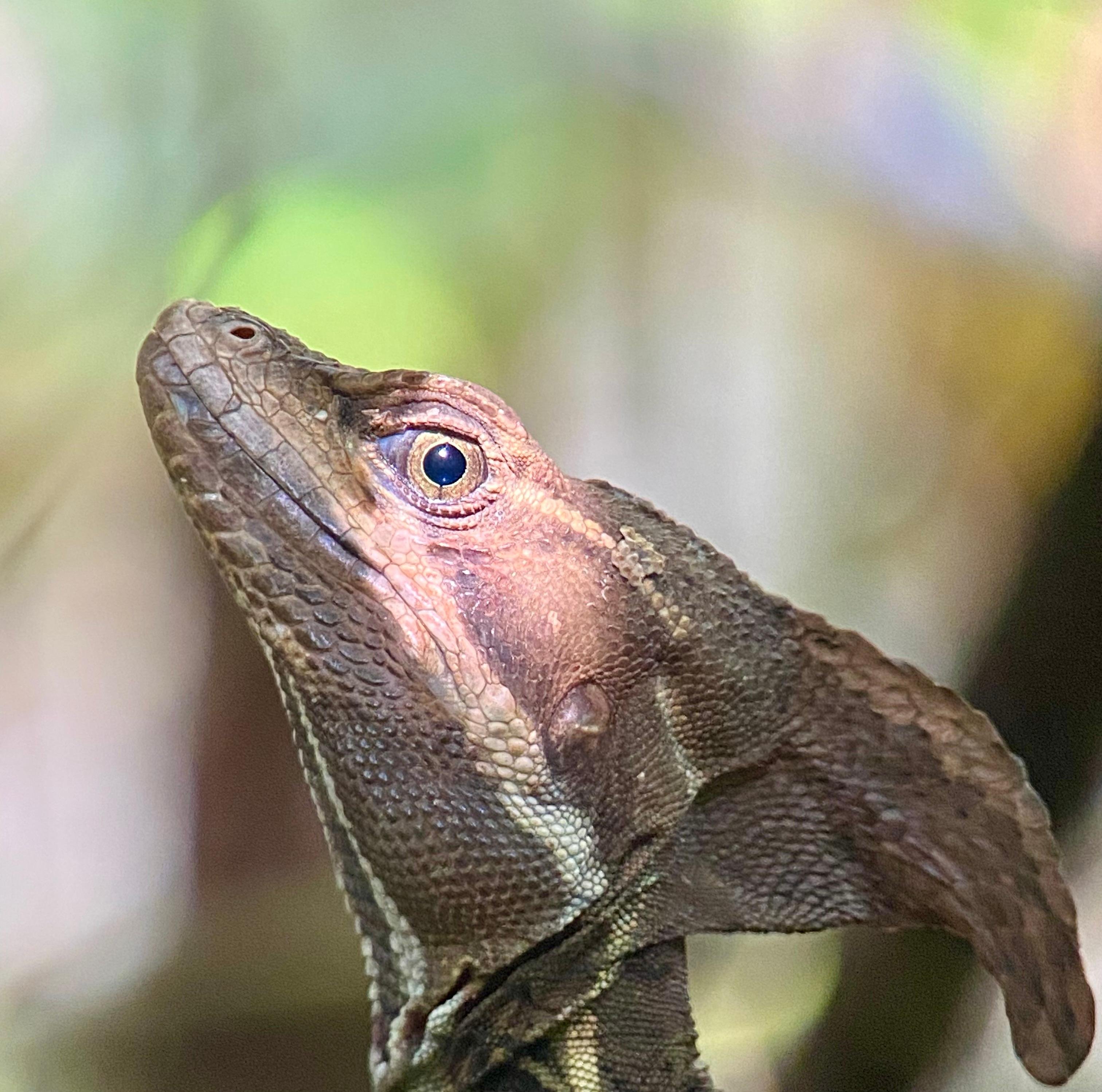 Manuel Antonio National Park: Naturalist-Led Wildlife Walking Tour