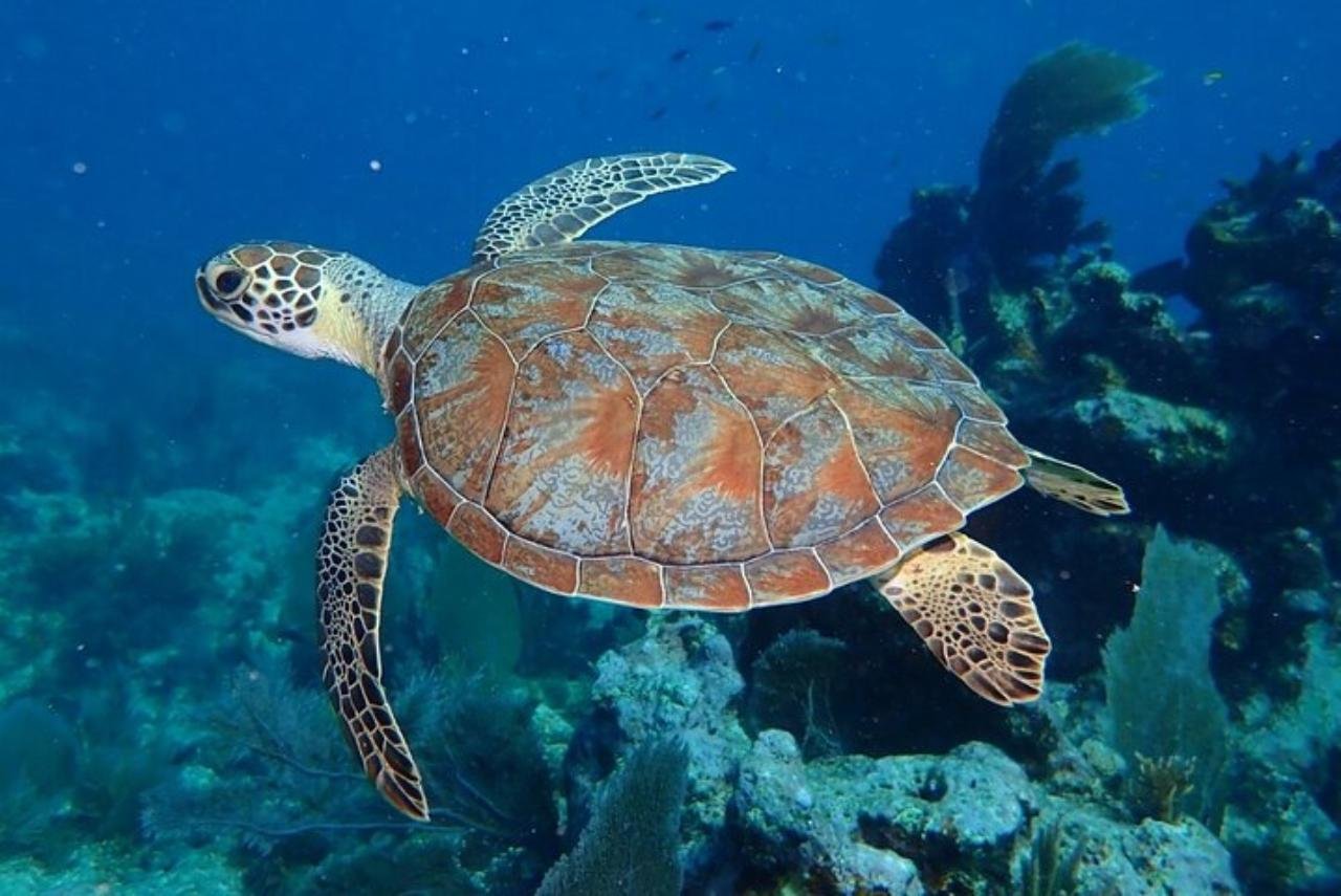 Key Largo Coral Reef Snorkeling Adventure