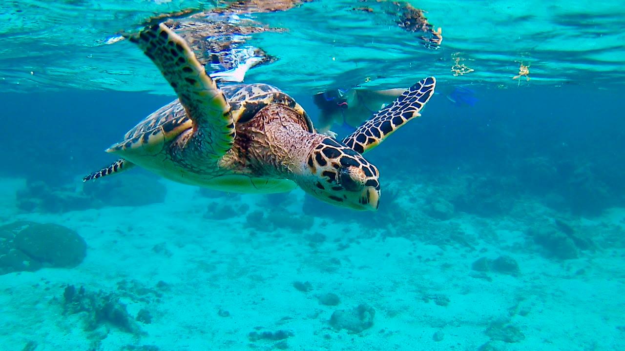 Caye Caulker Marine Reserve Snorkeling Experience
