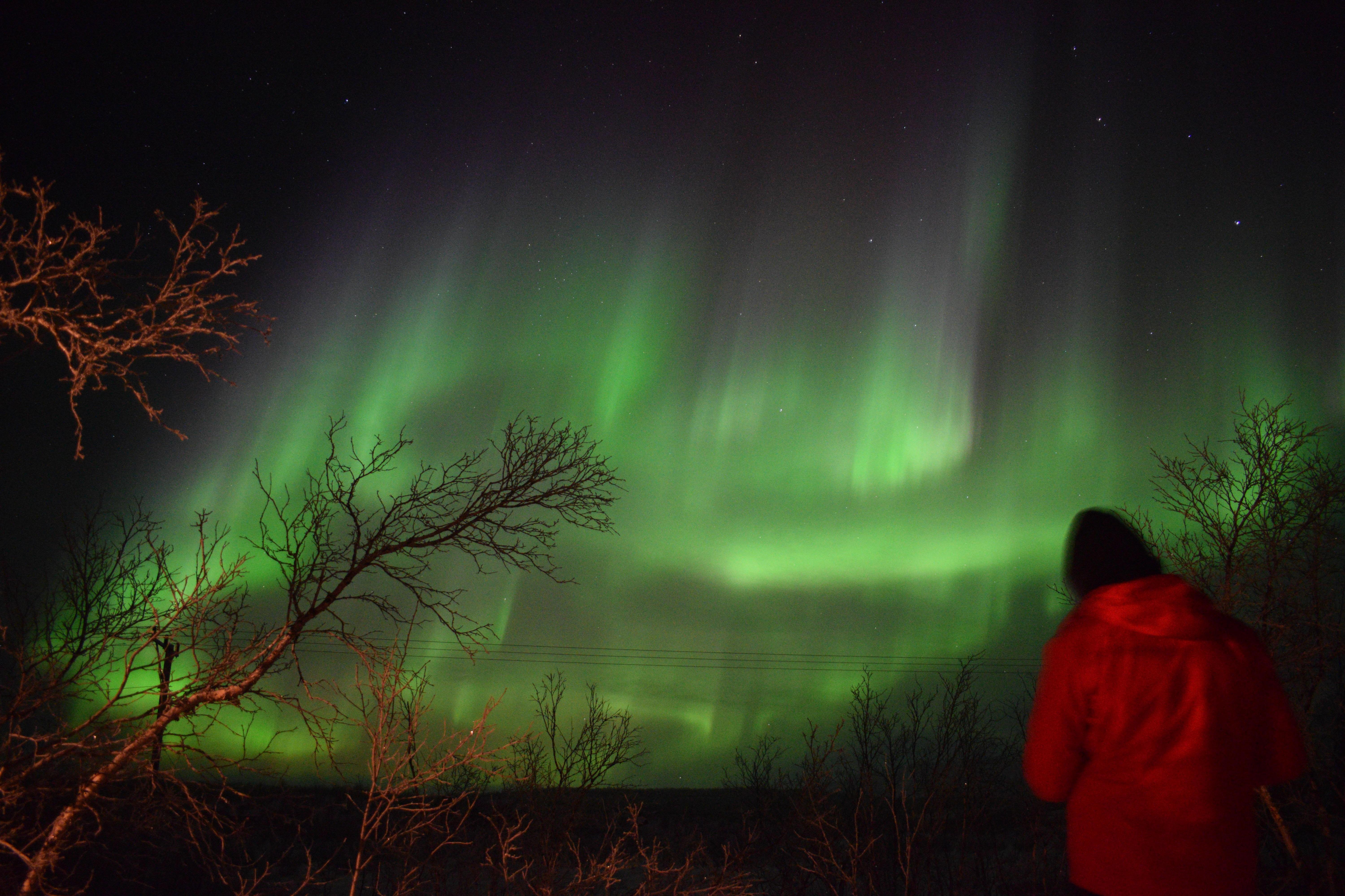 Abisko Arctic Ecology and Northern Lights Tour