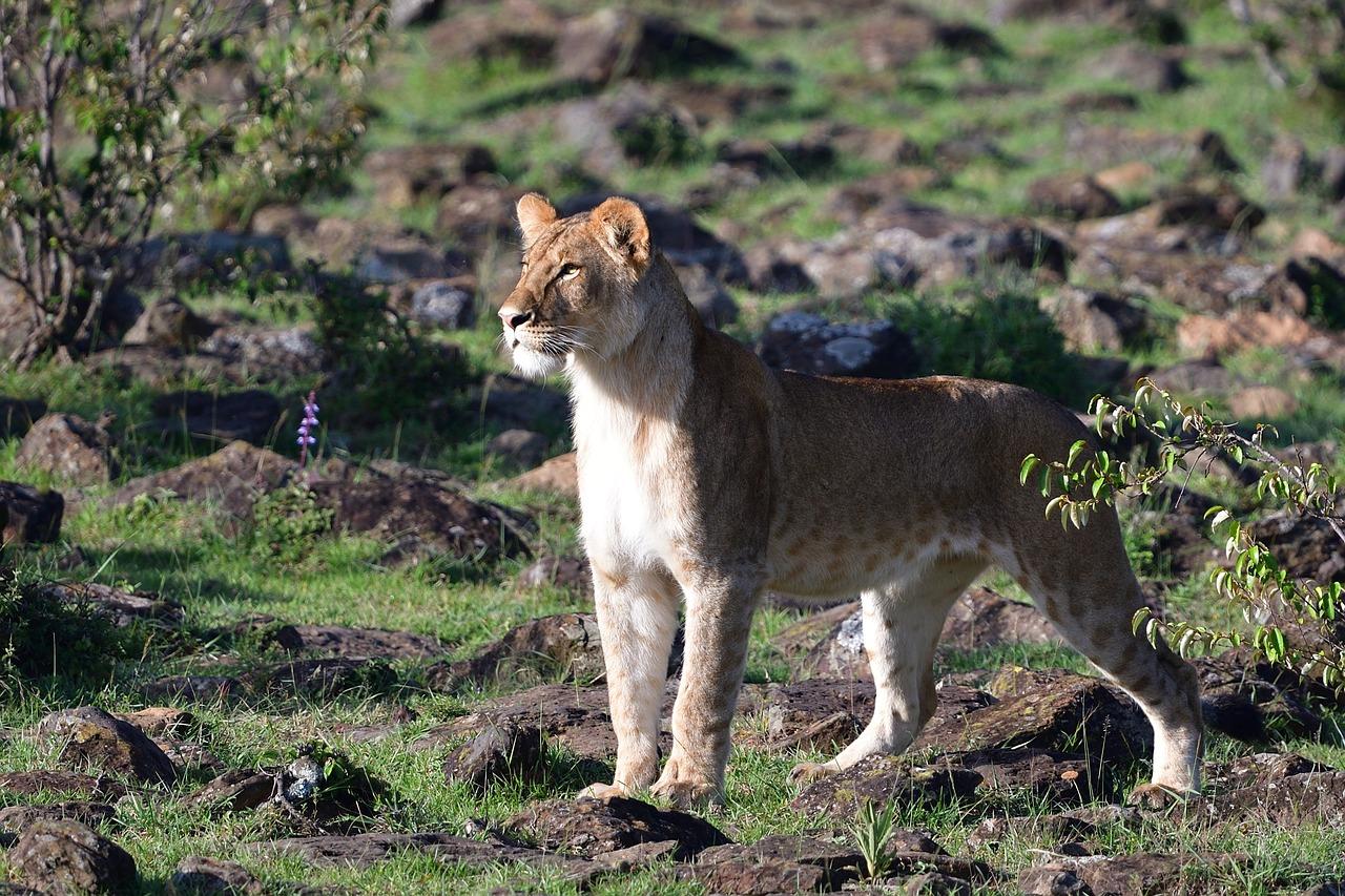 3-Day Maasai Mara Group Safari from Nairobi