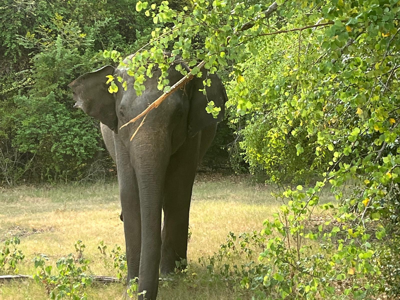 Private Wilpattu National Park Safari