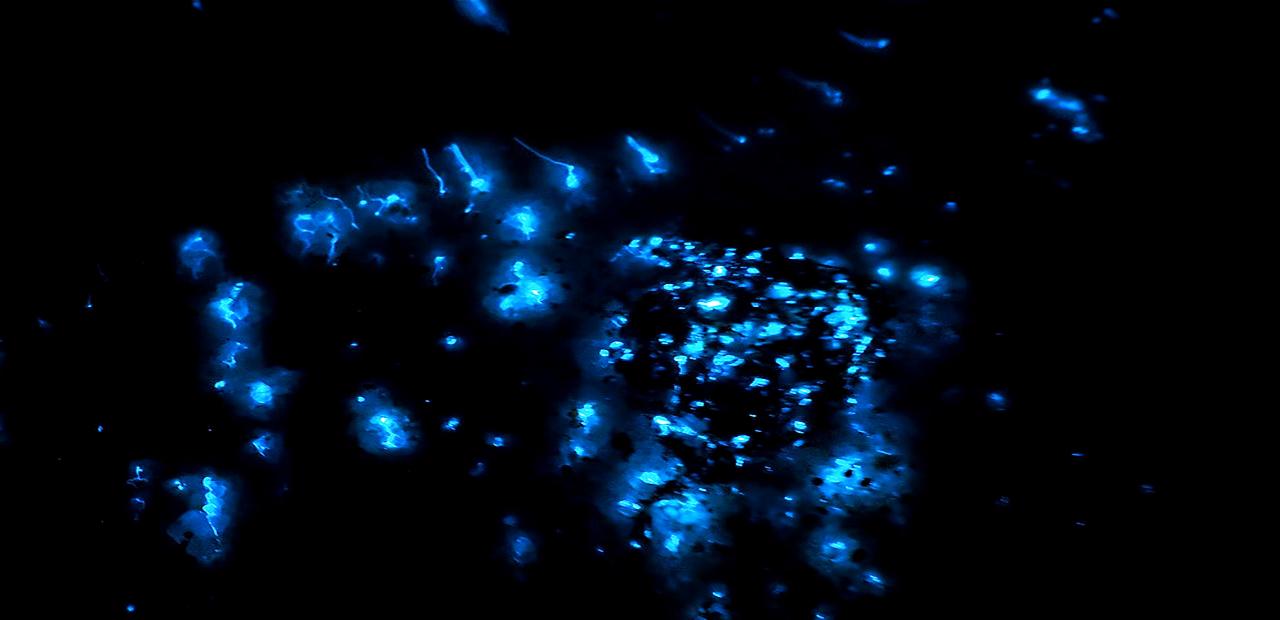Tuaran River Cruise: Fireflies, Blue Tears & Kinabalu Sunset
