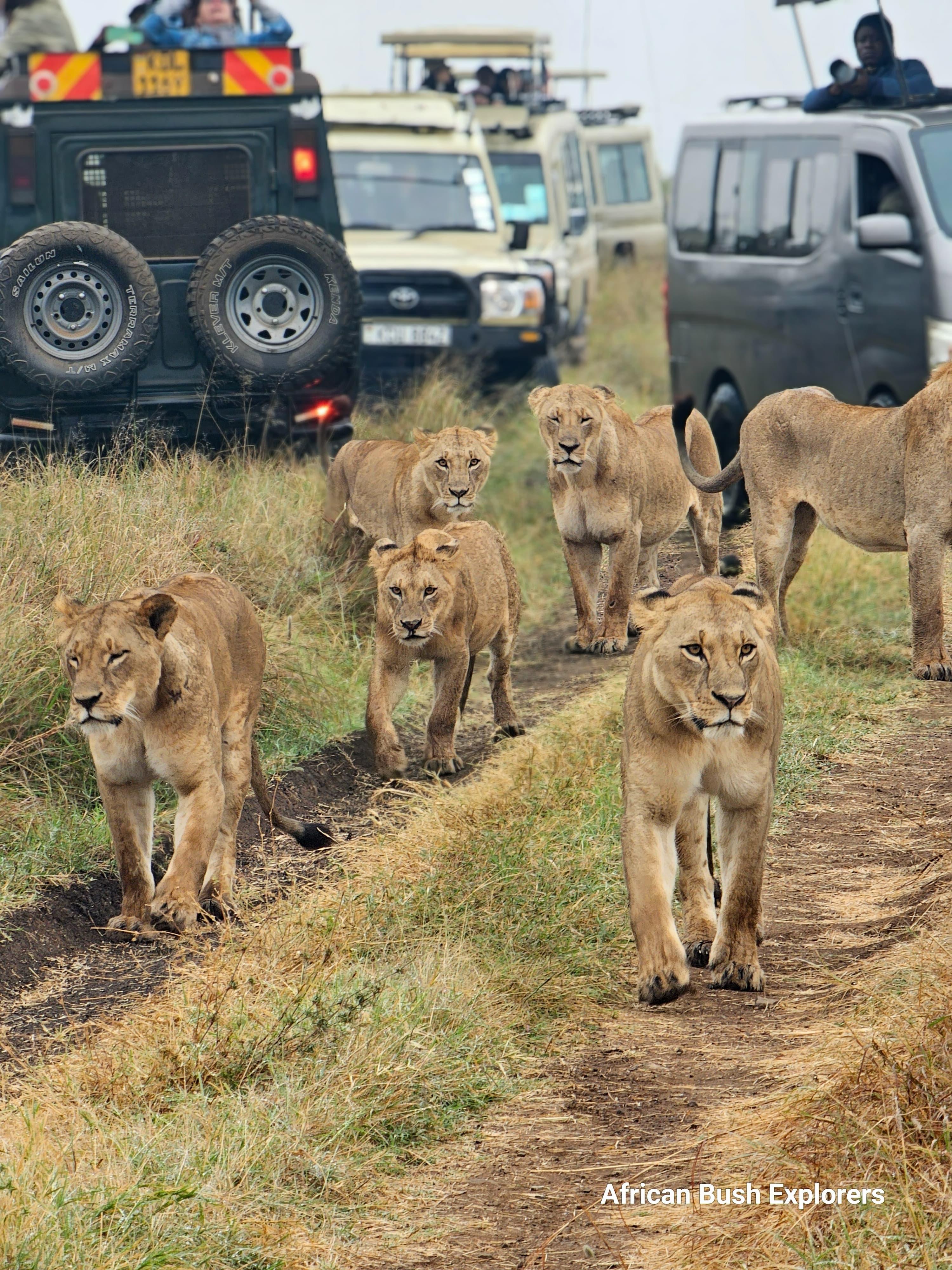 Private Nairobi National Park Safari with Onboard Wi-Fi