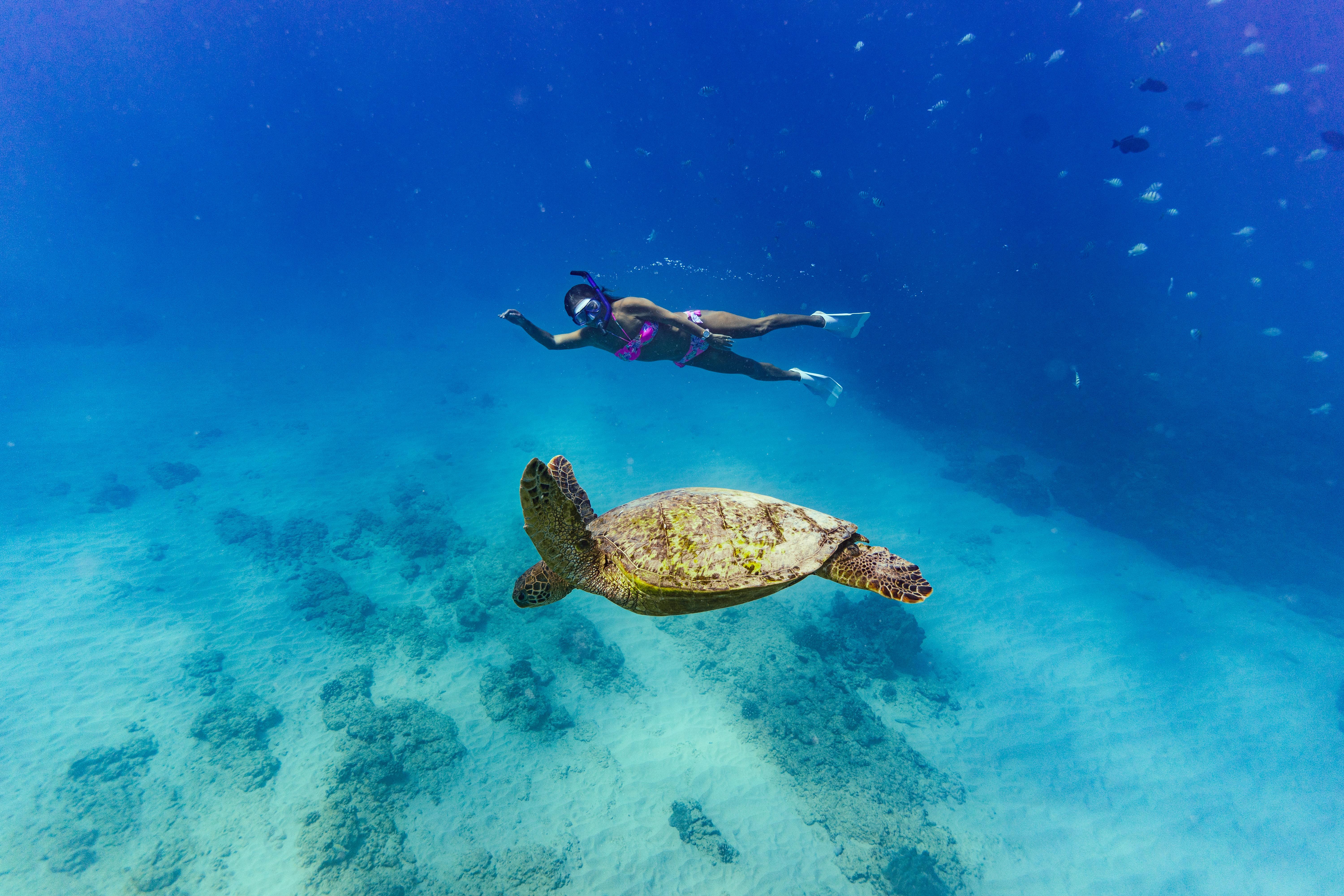 Waikiki Turtle Snorkeling Adventure
