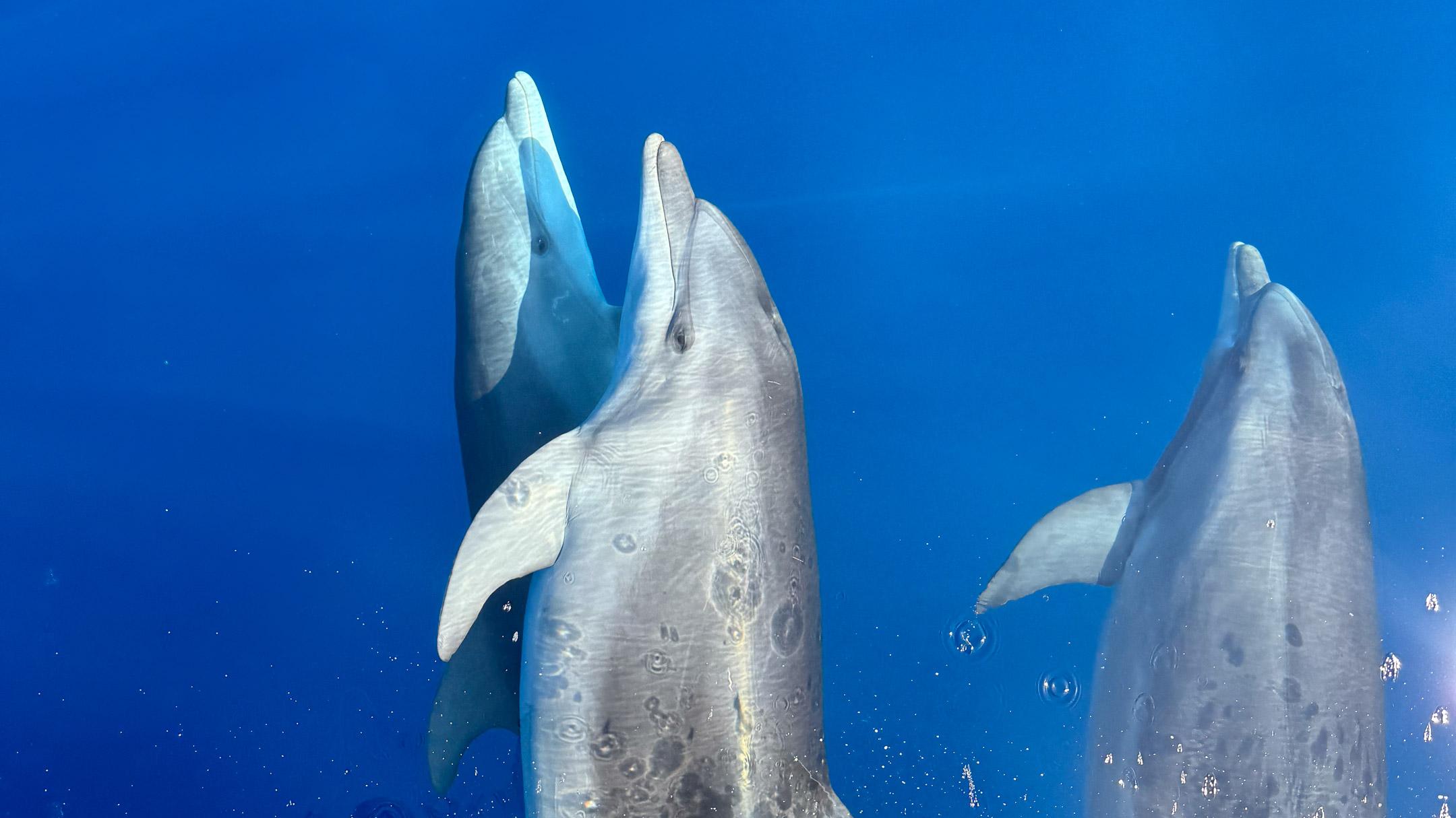 Dolphin Watching & Snorkeling with Marine Biologist