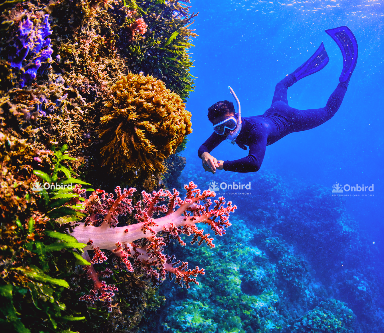 Pro Snorkeling Speedboat Tour – South Phu Quoc