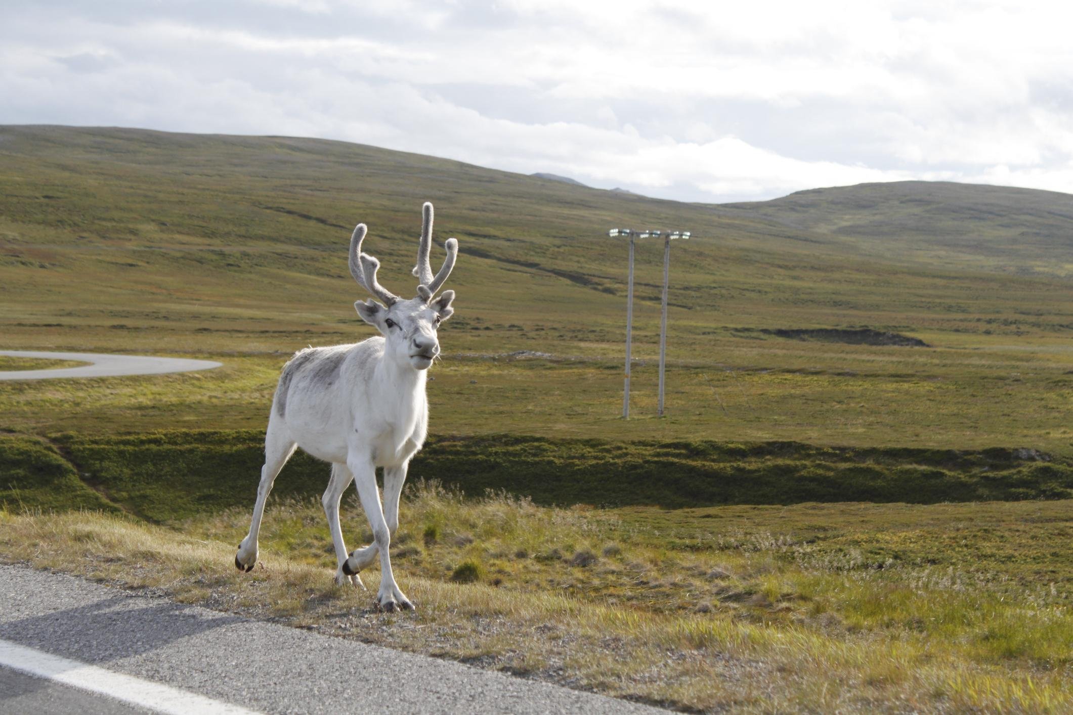 North Cape Arctic Bus Journey