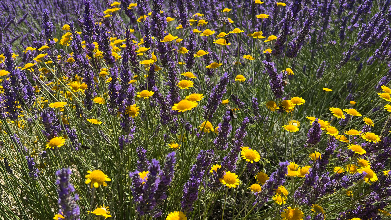 Valensole lavender fields in Provence — guided lavender tour photo 5