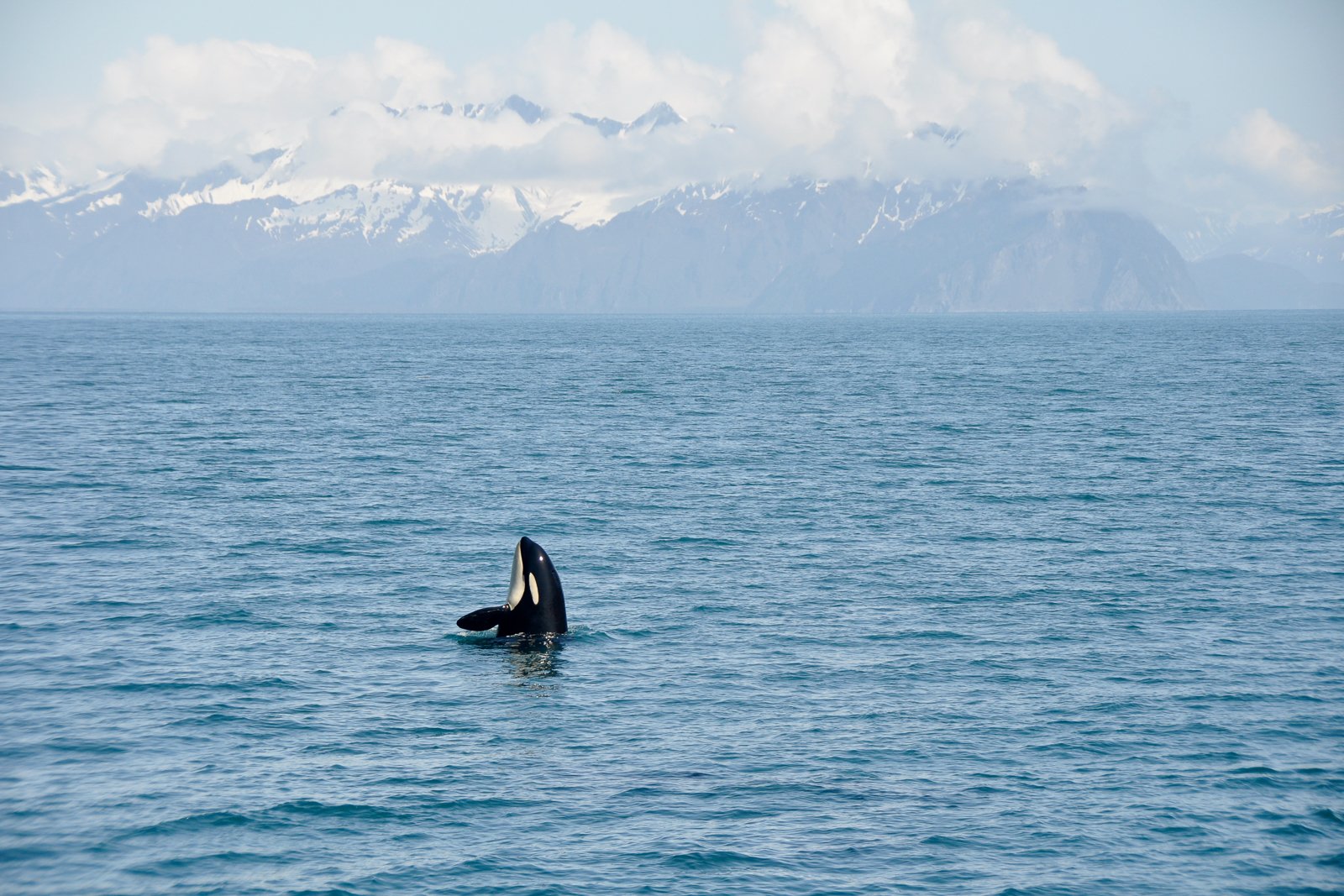 whale watching in Seward — photo 7