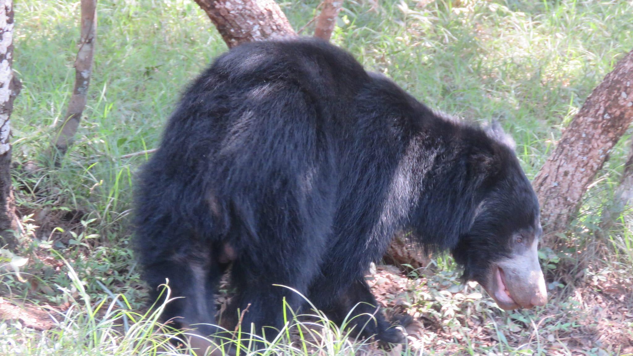 Full-Day Wilpattu National Park Leopard Safari from Anuradhapura