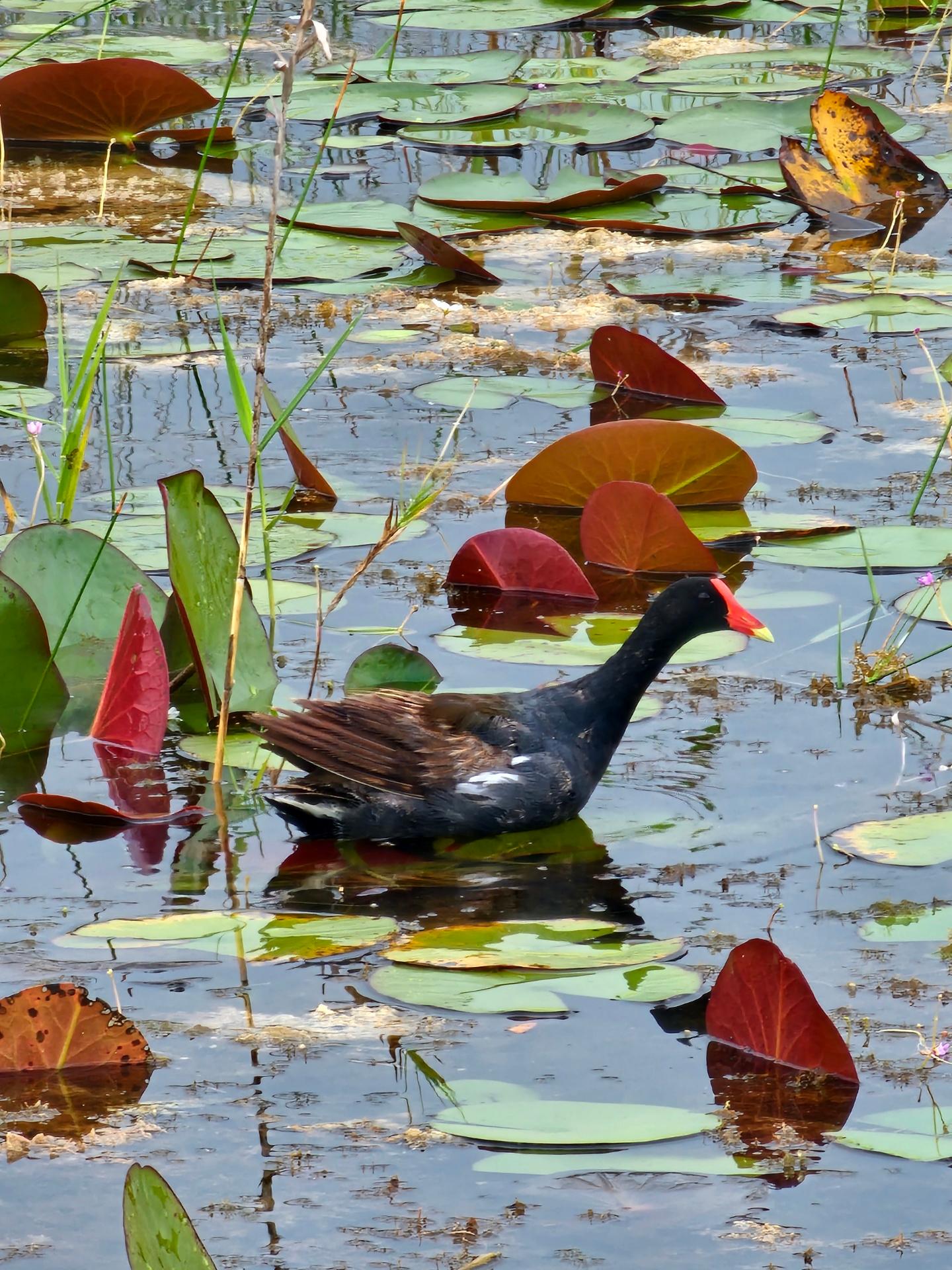 Everglades Airboat Adventure with Miami Transportation