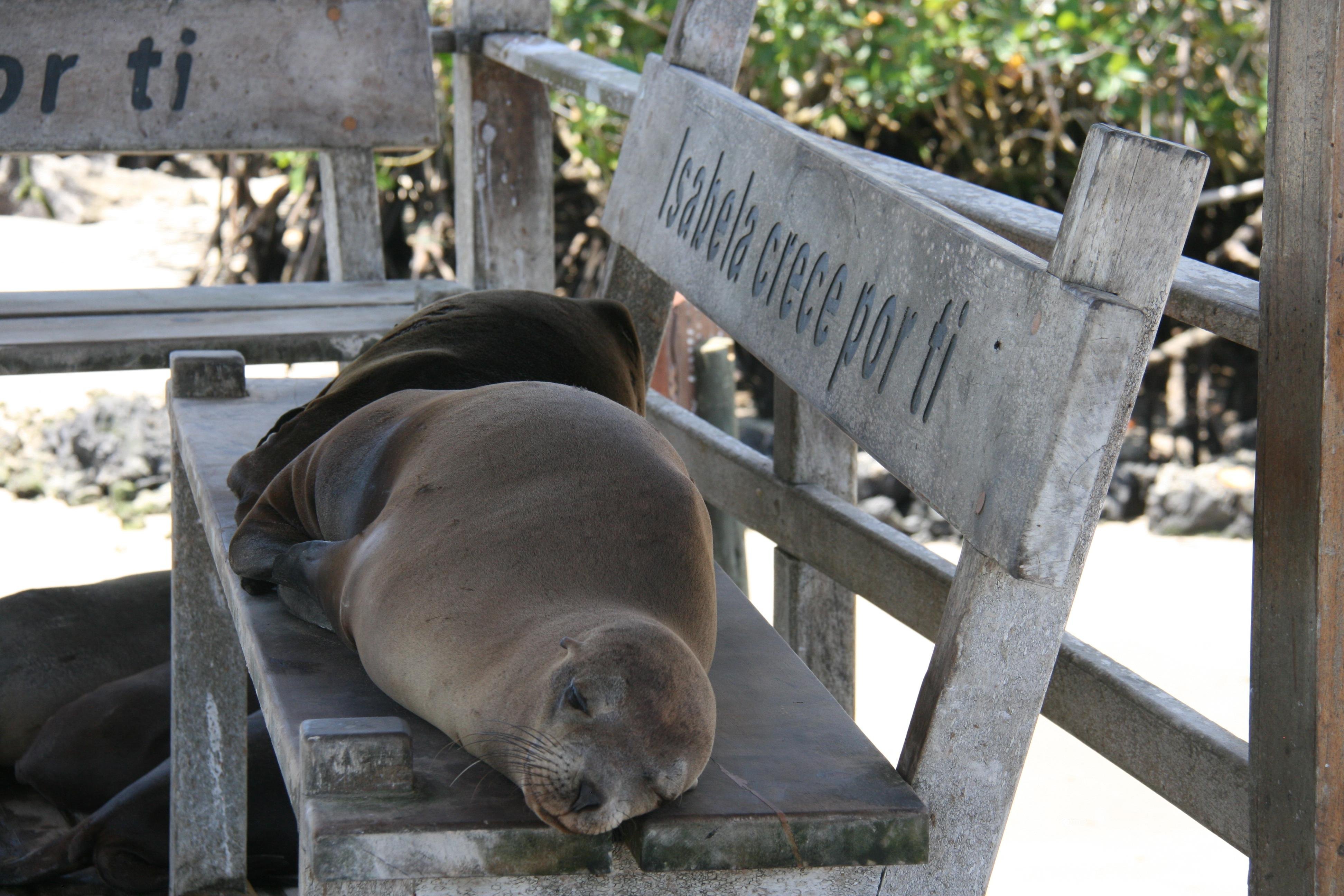Isabela Island & Tintorera Islet Expedition from Puerto Ayora