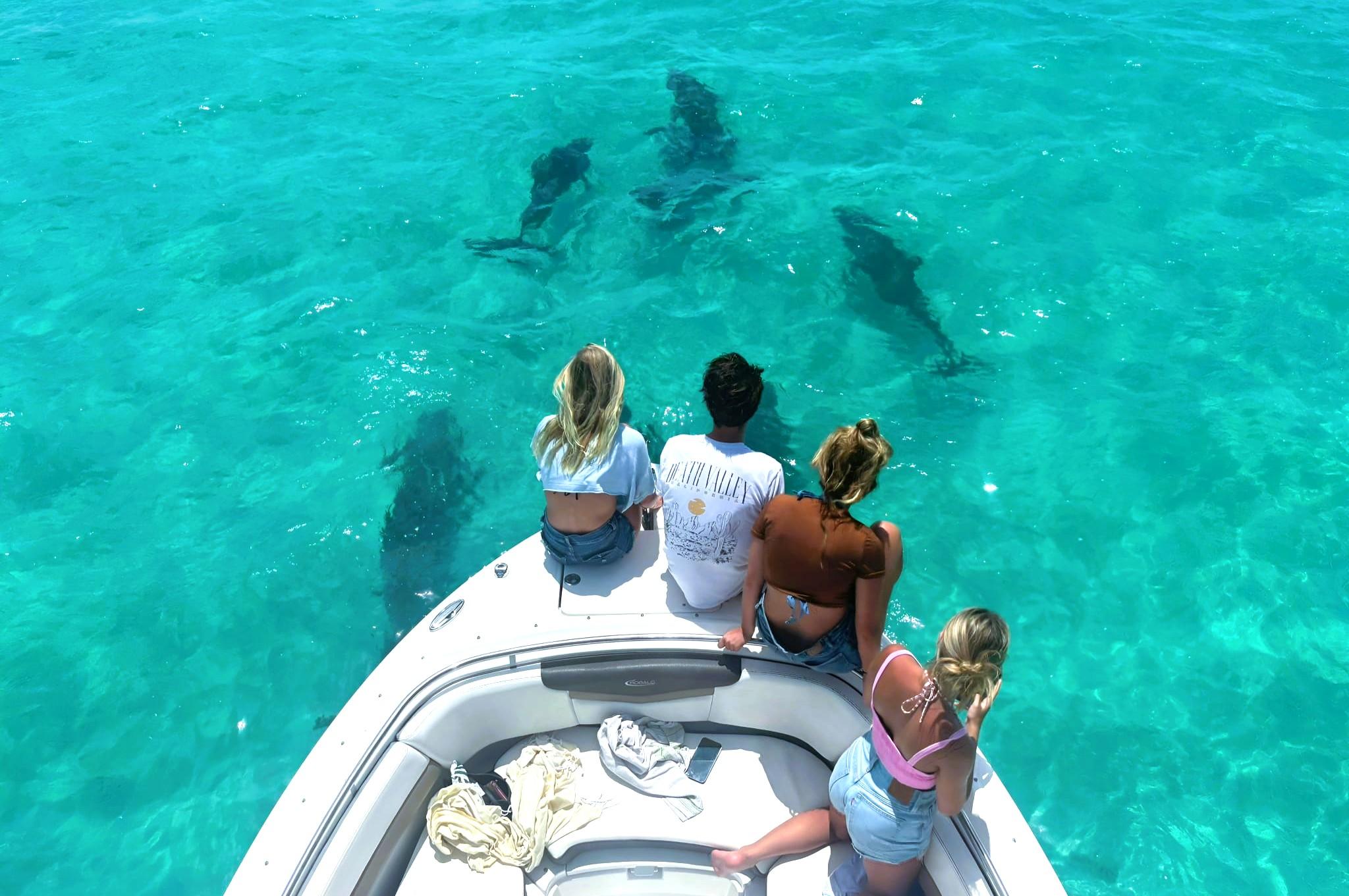 Small-Group Dolphin Encounter & Snorkeling Adventure