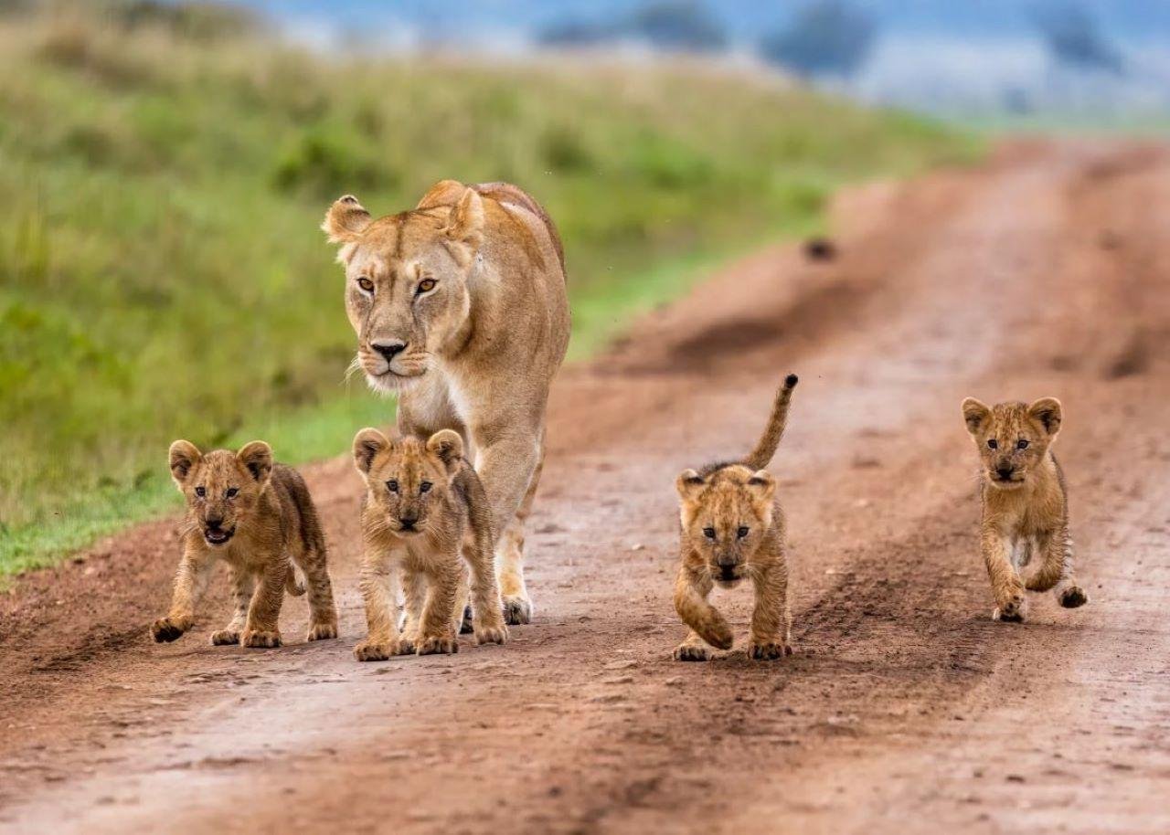 Nairobi Wildlife Safari: National Park, Elephant Orphanage & Giraffe Feeding