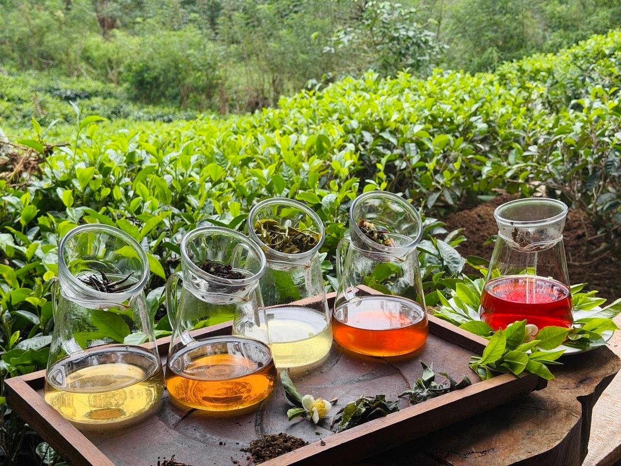 Ella: Hands-On Tea Crafting and Tasting Experience