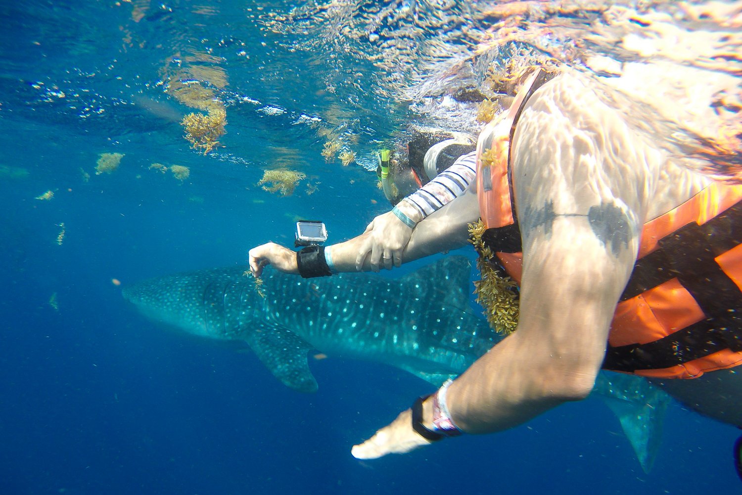 Whale Shark Snorkel Adventure from Playa del Carmen