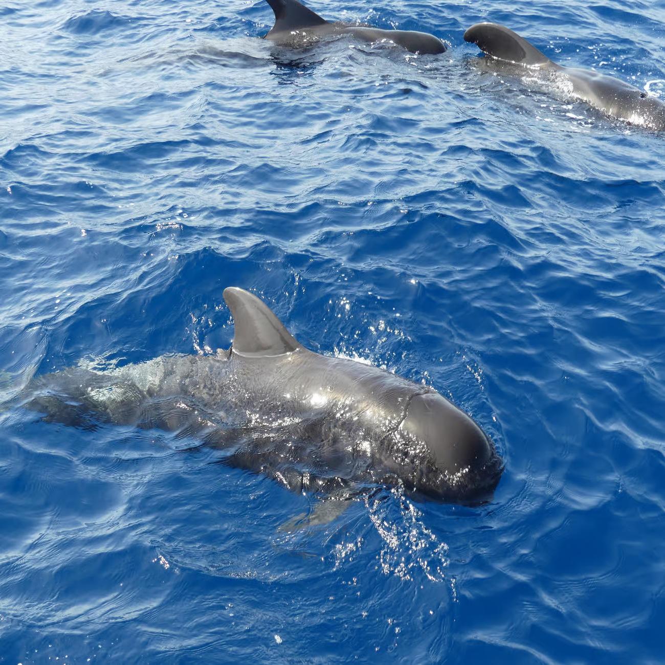 Tenerife Eco-Yacht Whale & Dolphin Watching Cruise