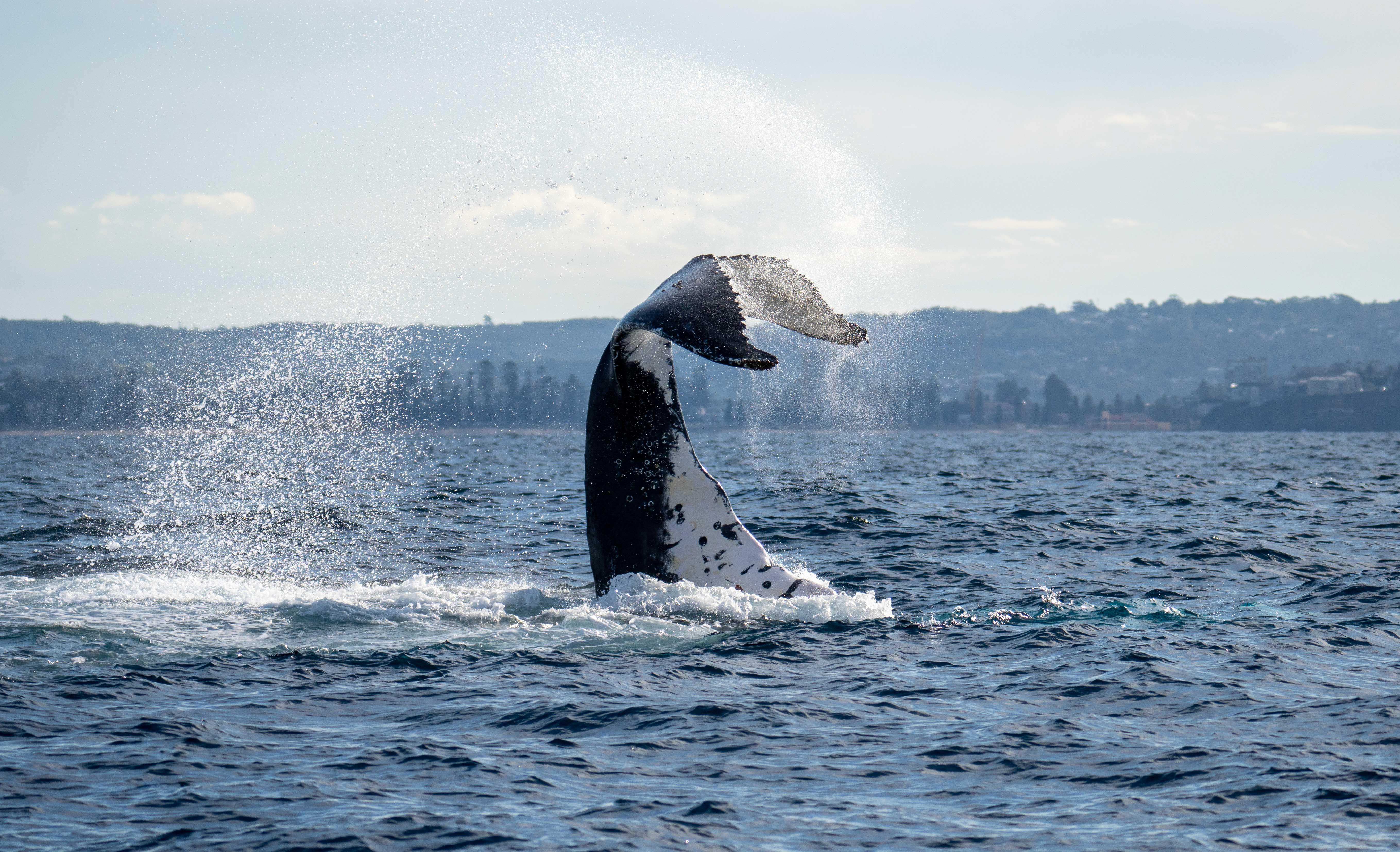 Sydney: Ocean Whale Watching Experience