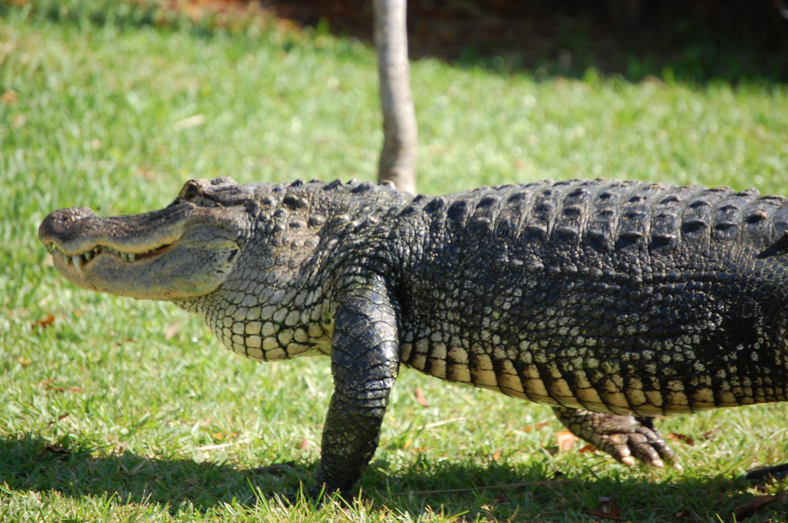 Everglades Airboat Safari & Wildlife Exhibit from Miami