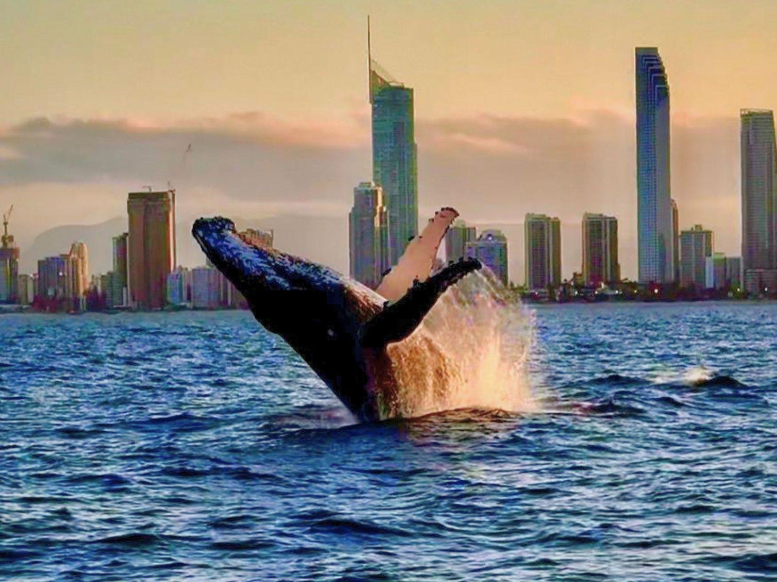 Gold Coast Sailing Catamaran Whale Watching Experience