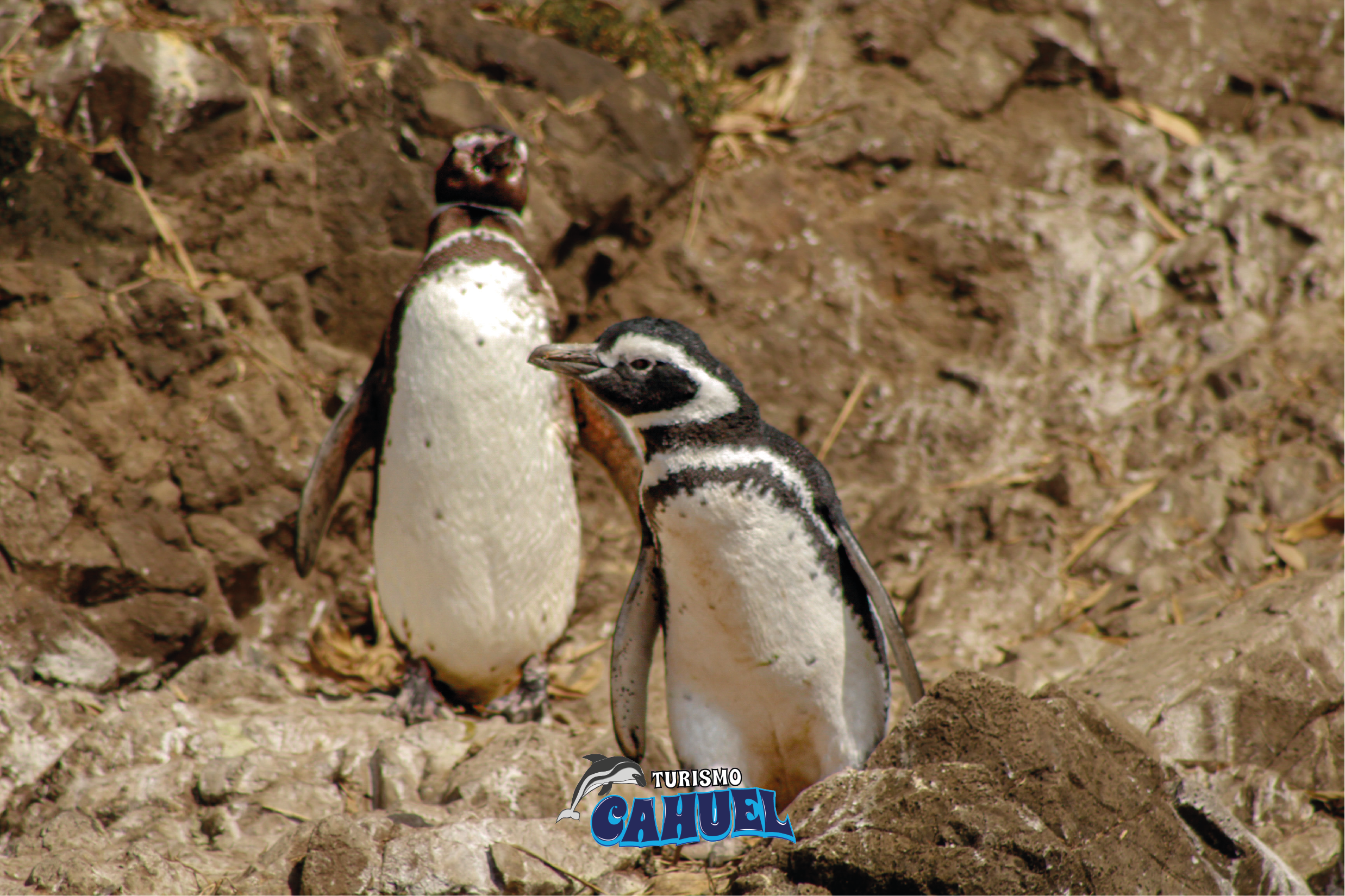 Chiloé Penguin Encounter & Fort San Antonio Tour from Castro