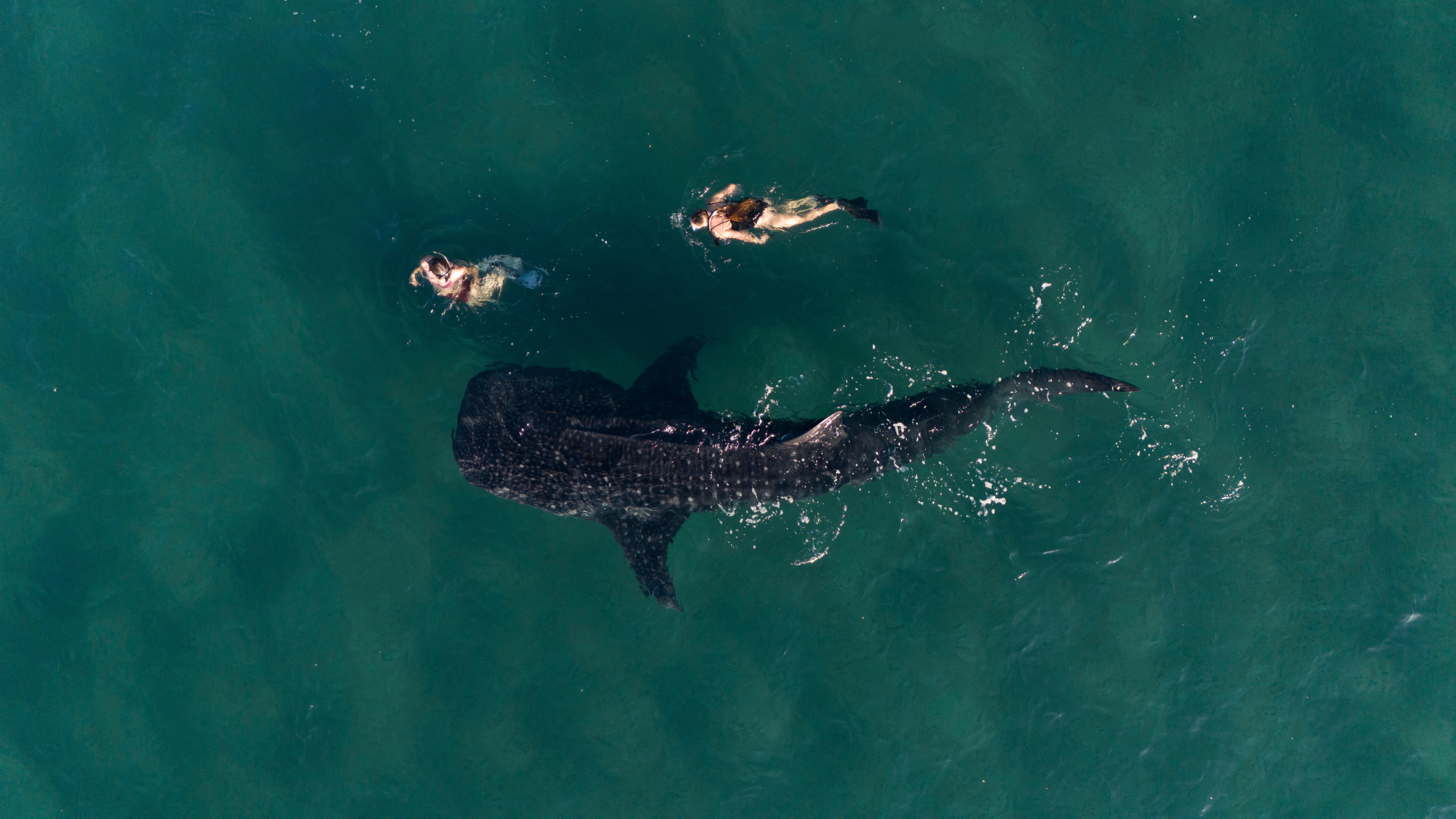 La Paz Whale Shark Snorkeling Adventure