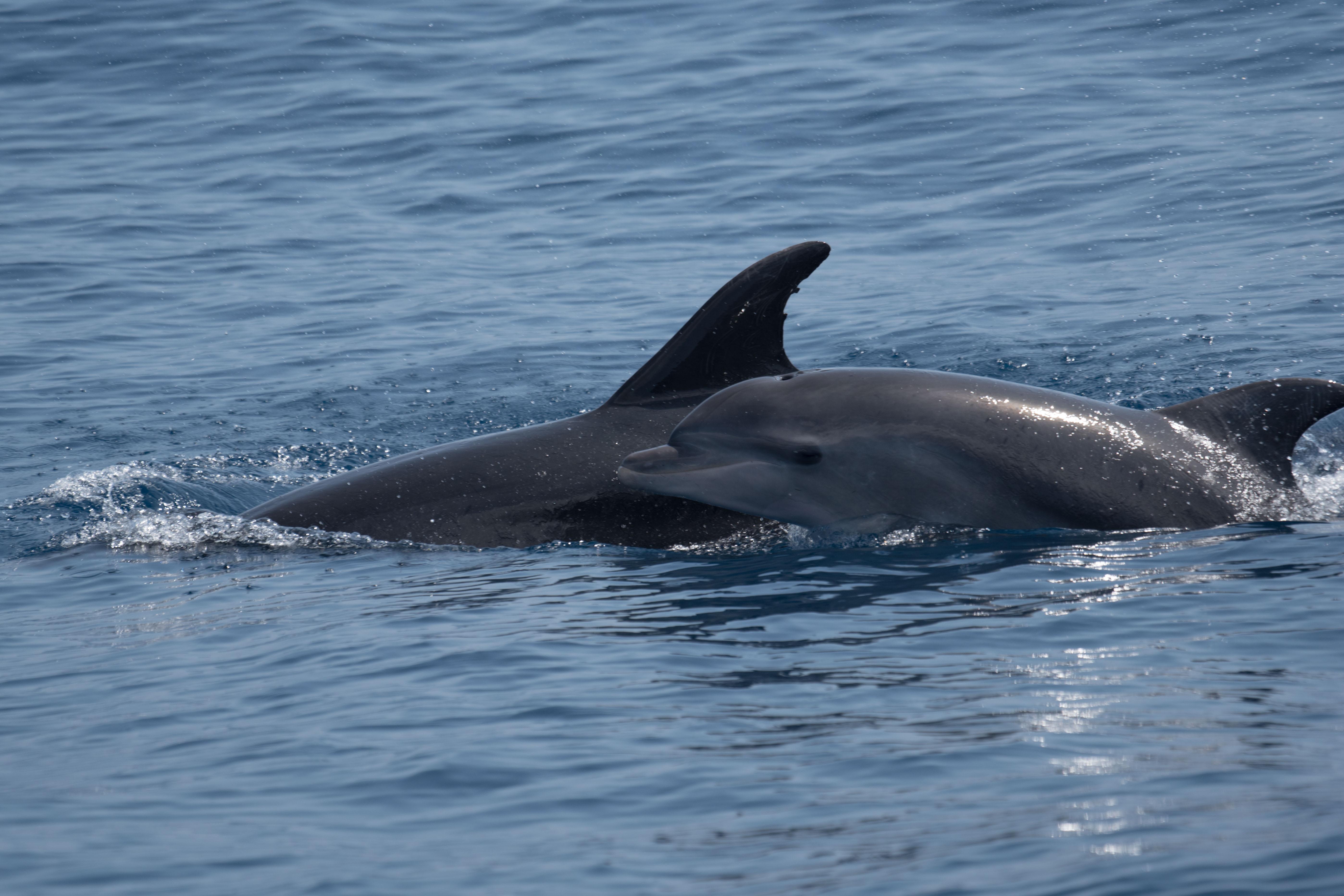 Dolphin Watching Boat Expedition from Costa Calma