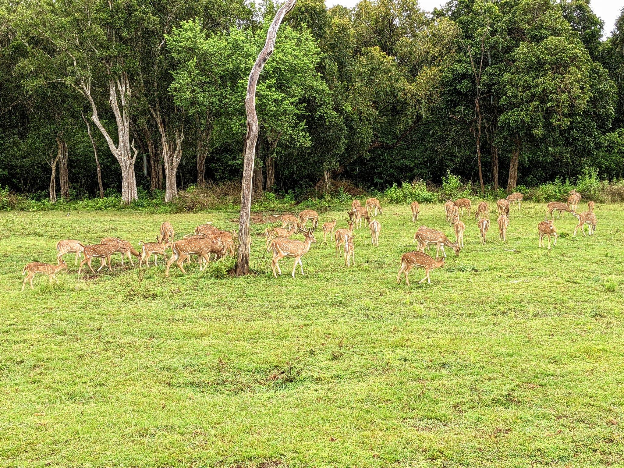 Full-Day Wilpattu National Park Safari Adventure
