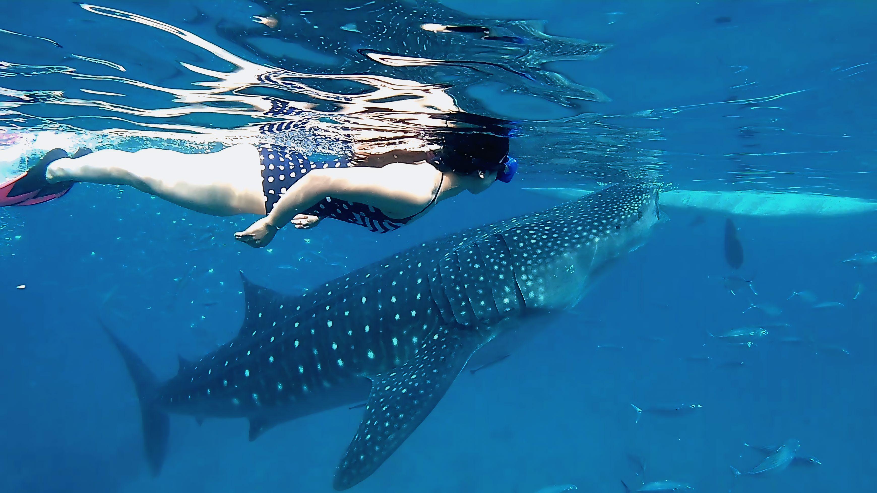 Oslob Whale Shark Swim, Sumilon Island & Southern Cebu Day Tour