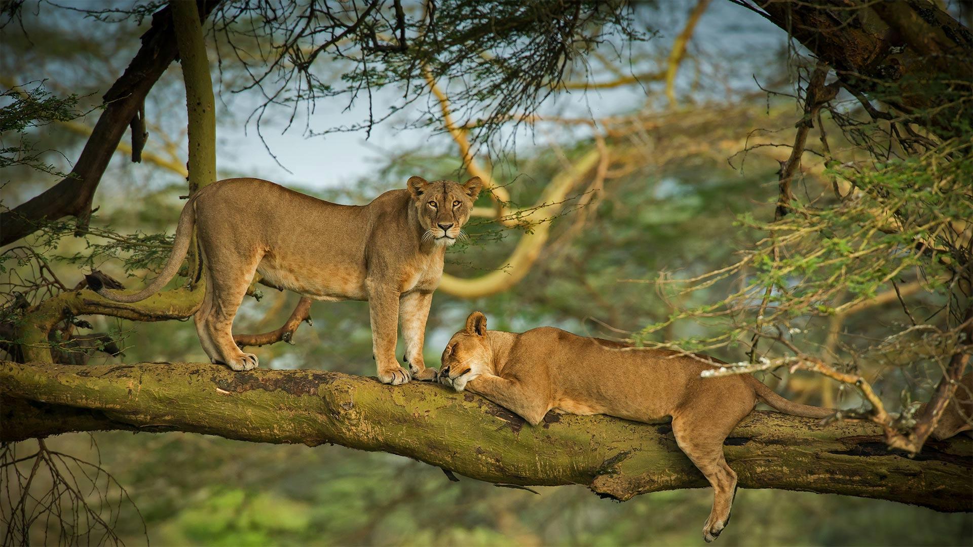 4-Day Masai Mara & Lake Nakuru 4WD Camping Safari