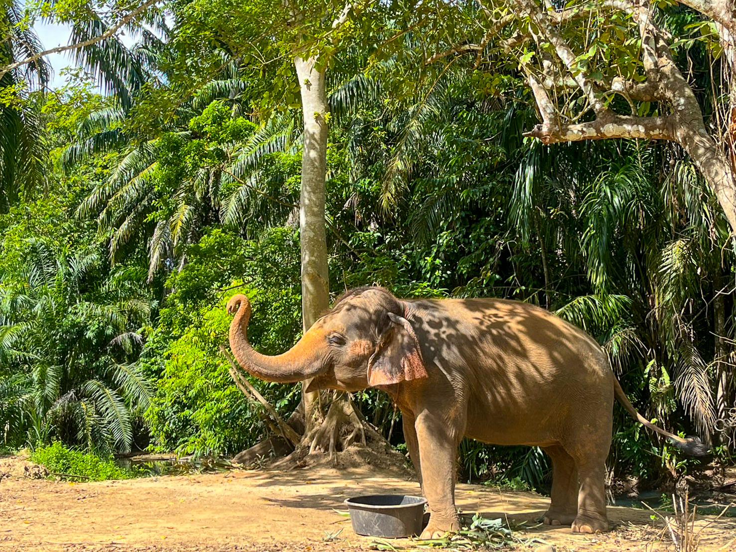 Krabi Ethical Elephant Sanctuary: Observe, Feed & Walk (No Touching)