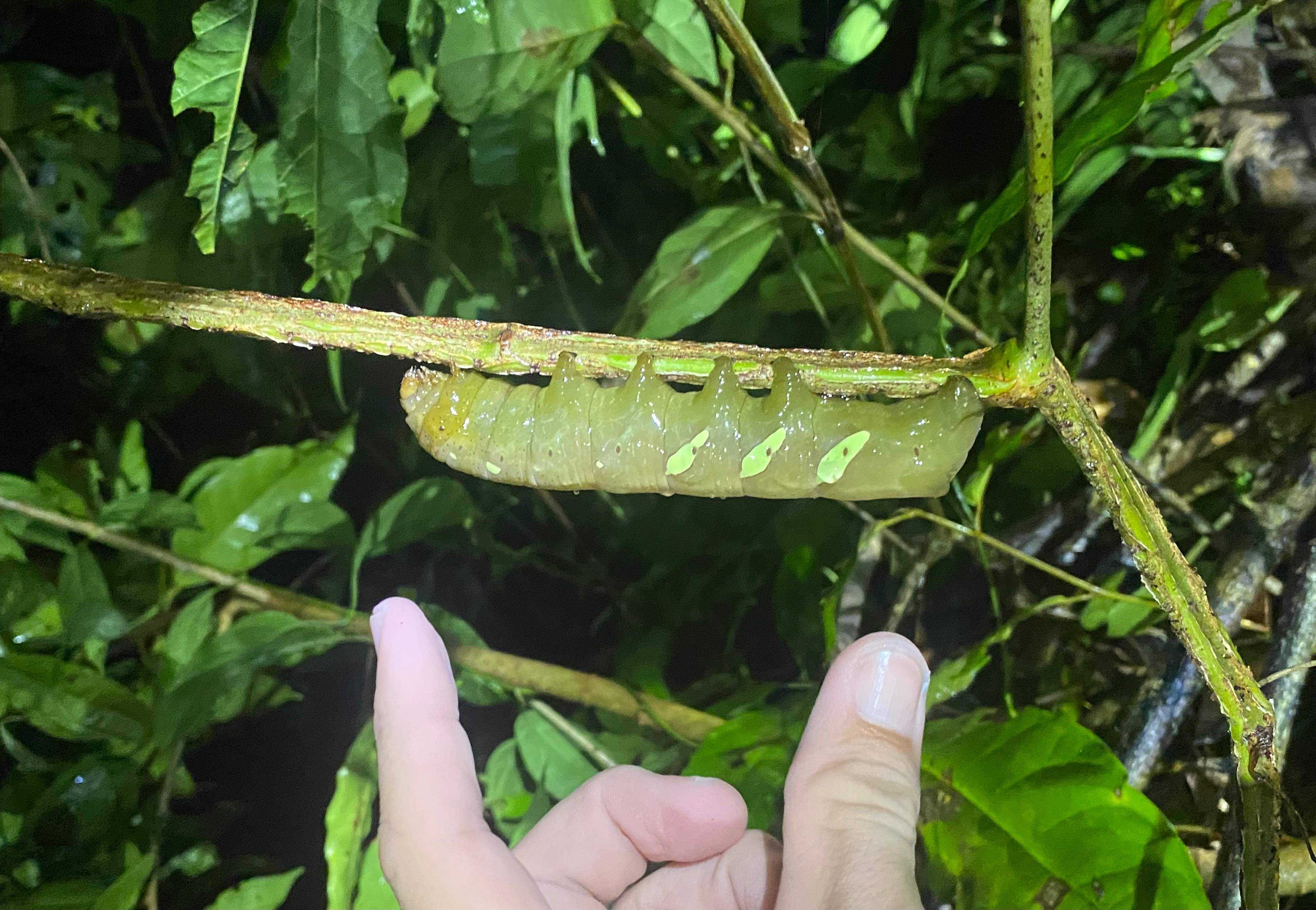 Manuel Antonio Night Wildlife Walk with Expert Naturalist