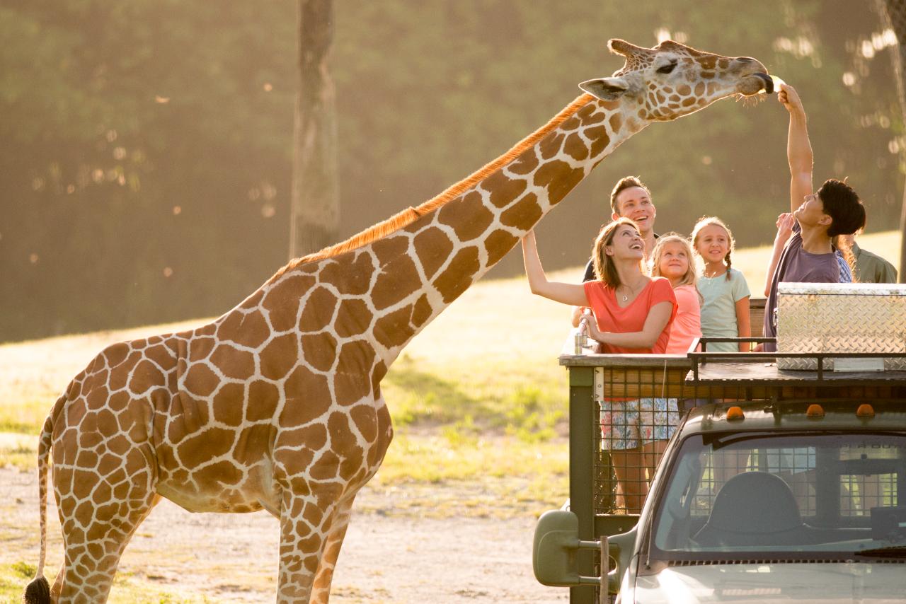 Busch Gardens Tampa Bay: Theme Park Admission with Multi-Park Upgrade Options