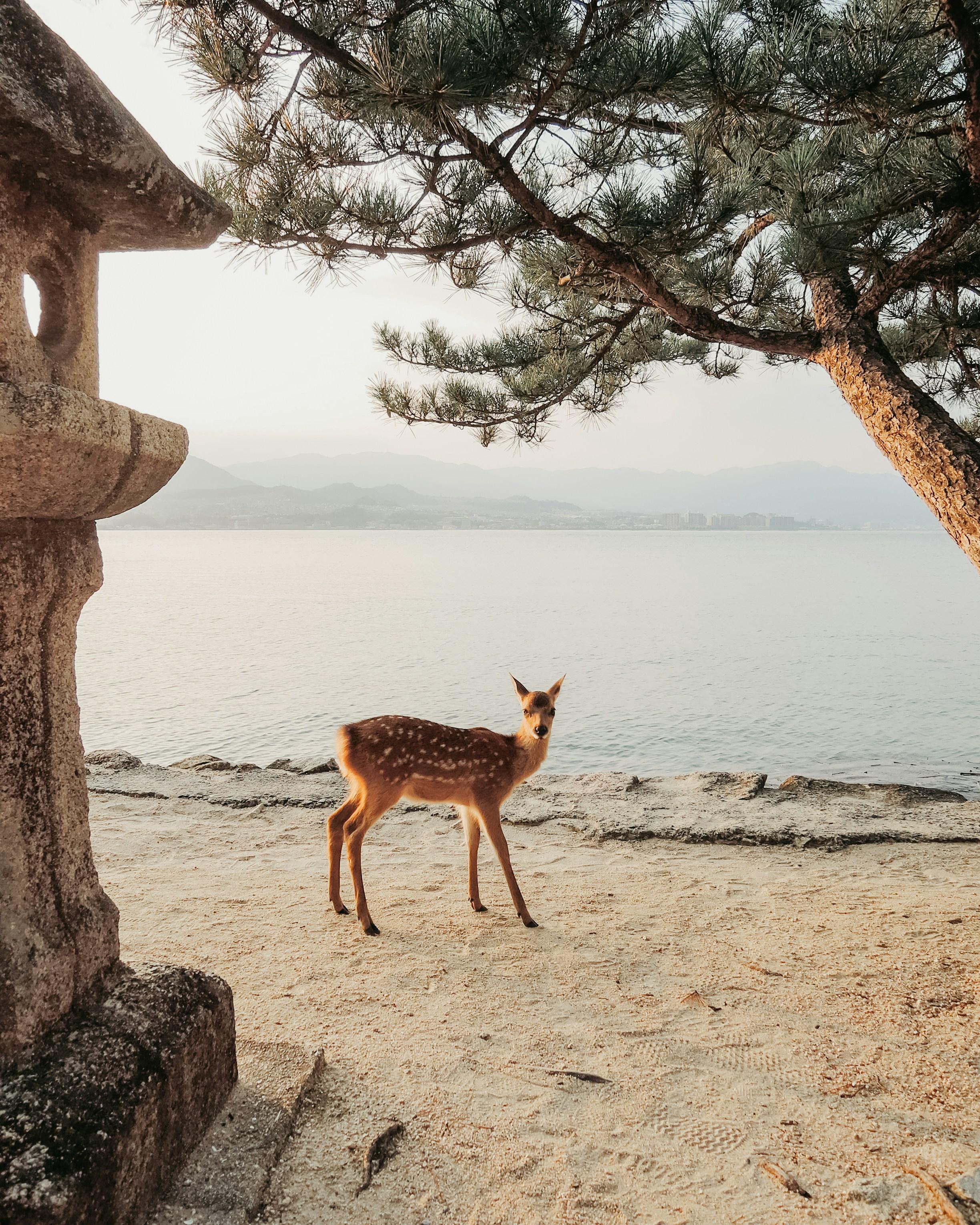 Hiroshima & Miyajima Island Private Luxury Day Tour