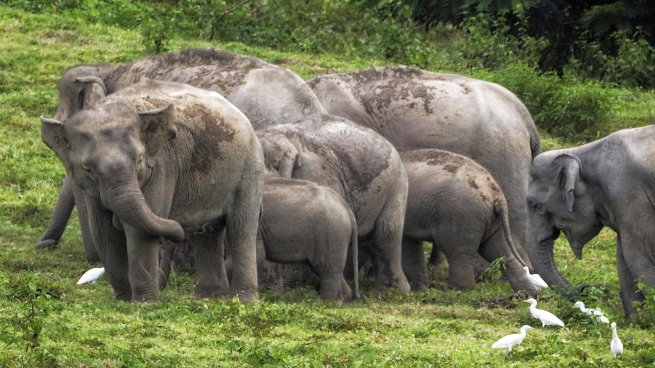 Kui Buri Wild Elephant Safari from Hua Hin