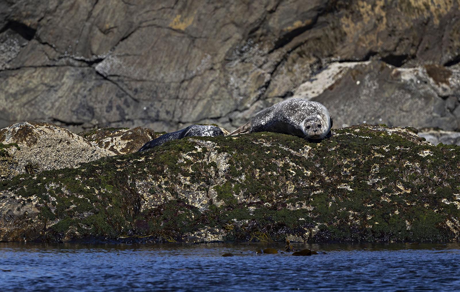 Nyksund: Vesterålen Coastal RIB Safari for Seals & Seabirds