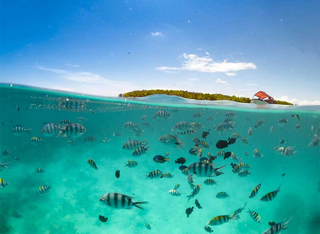 Zanzibar Dolphin Swim & Coral Reef Snorkel – Wildlife-First Half-Day Tour