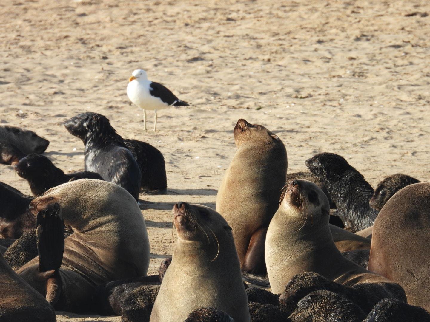 Pelican Point & Sandwich Harbour Desert-Ocean Safari
