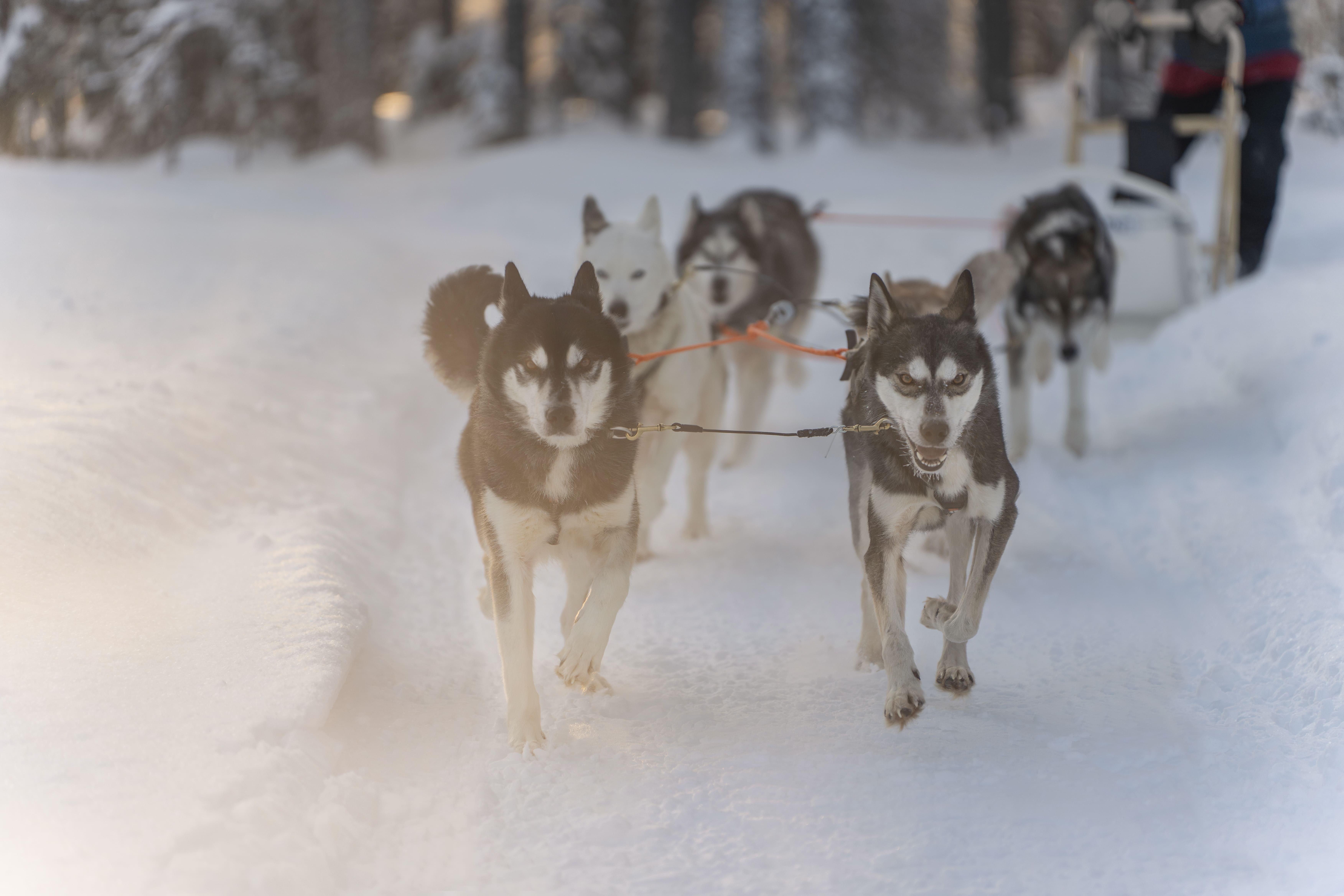 Rovaniemi Husky Safari: 10 km Lappish Trail Adventure