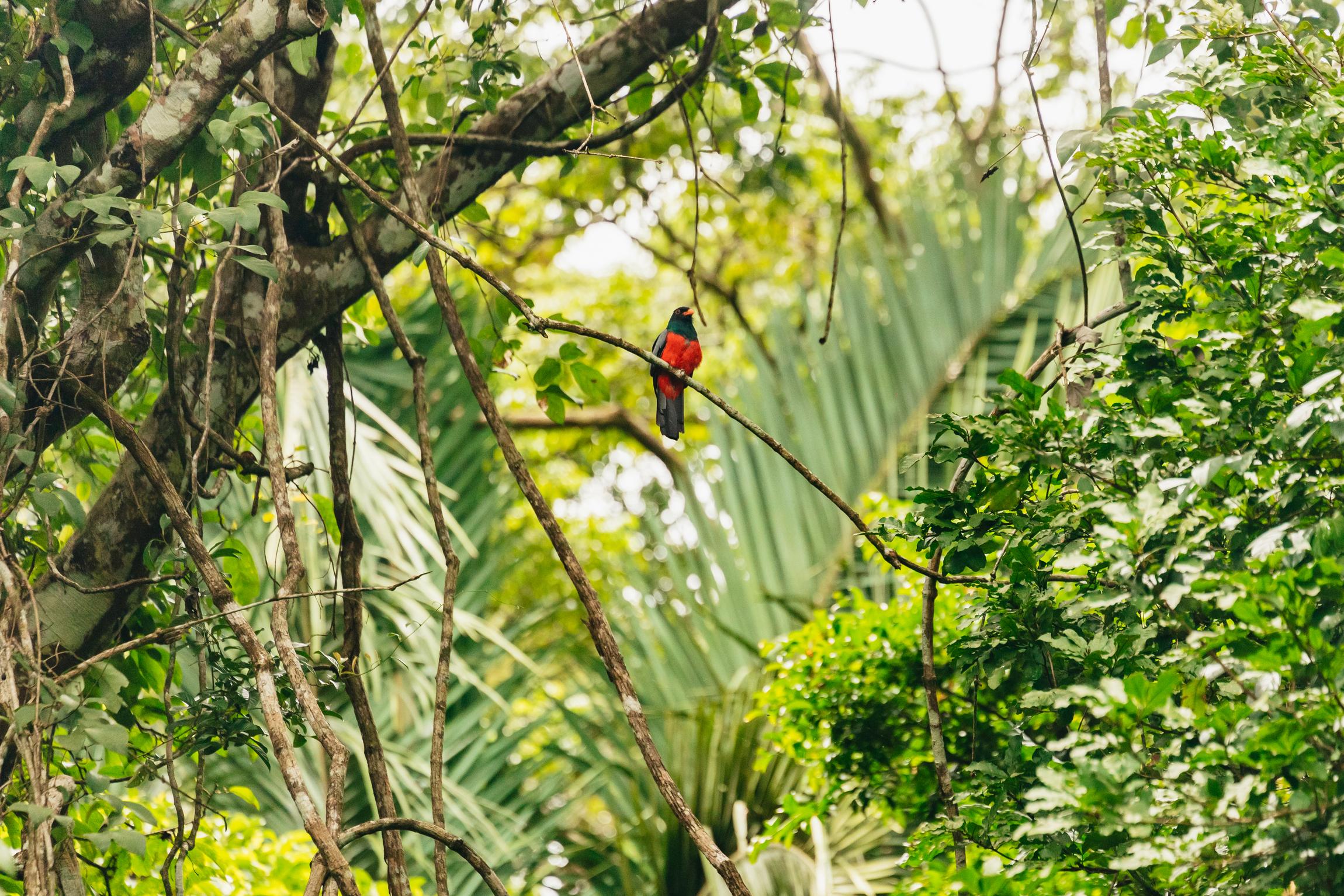 Panama City: Monkey Island Wildlife Boat Expedition