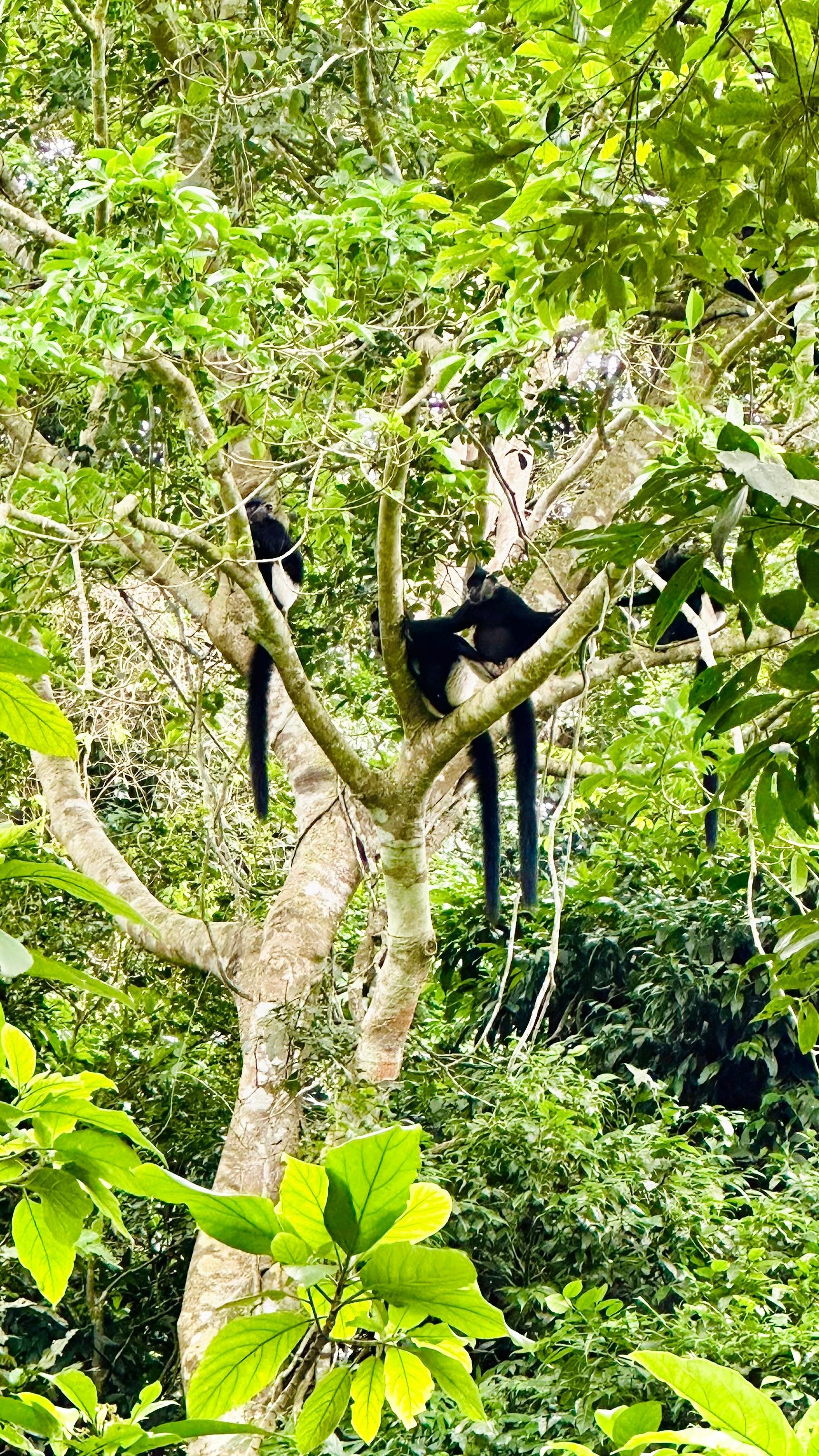 Cuc Phuong National Park Day Trek & Bear Sanctuary from Ninh Binh