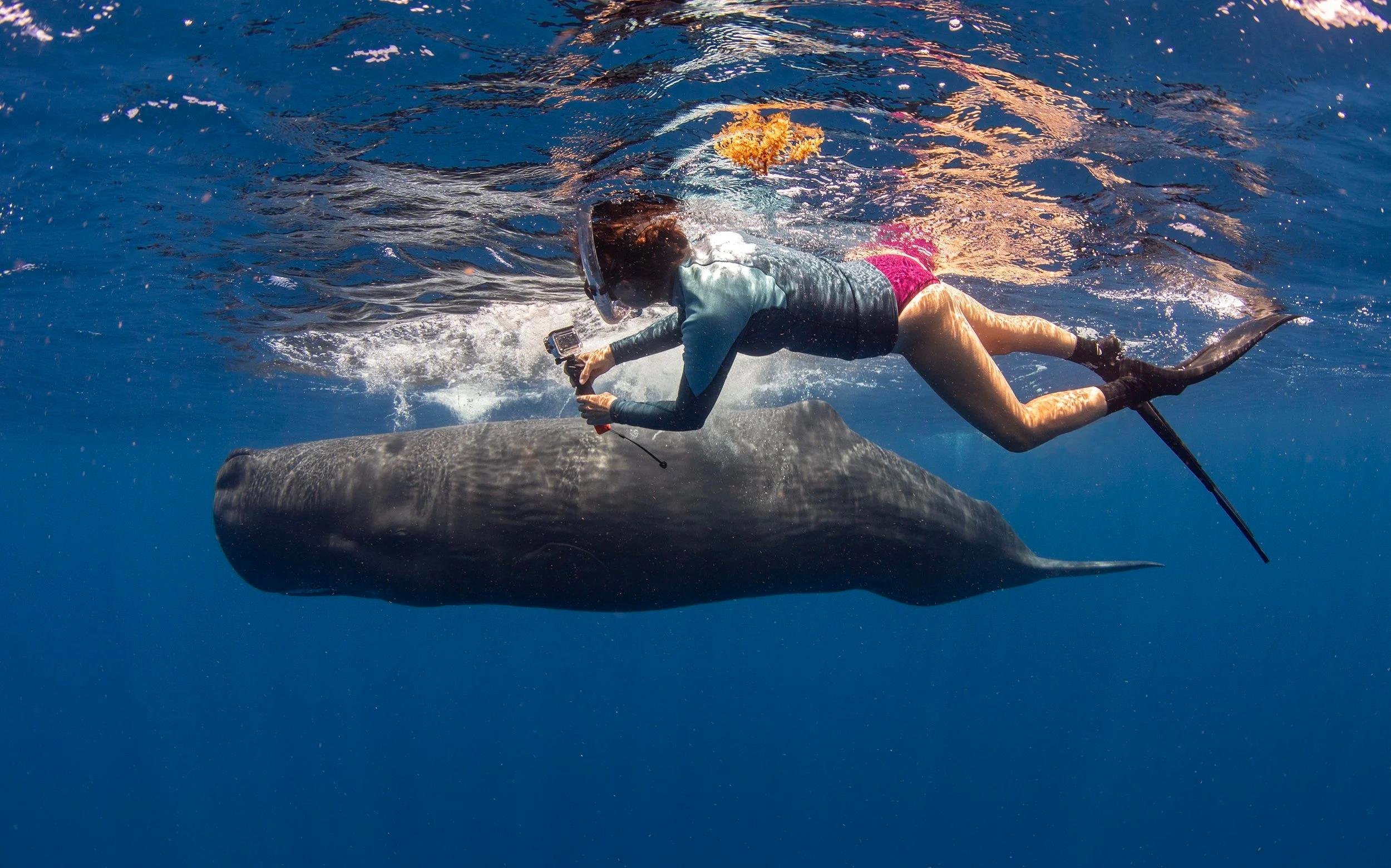 Private Whale Watching & Snorkeling Ocean Safari