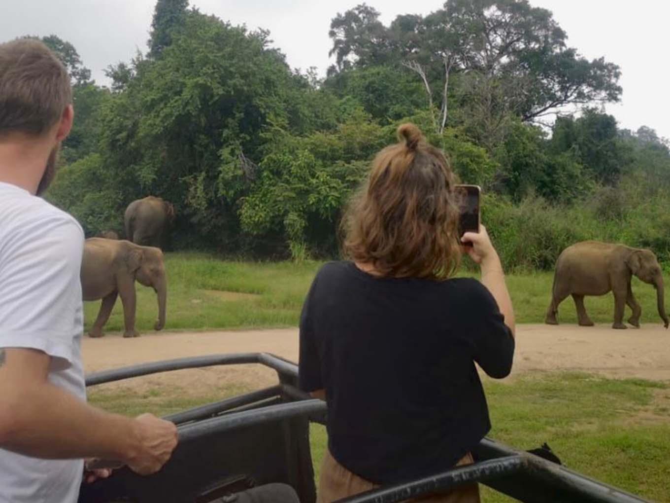 Minneriya National Park Wildlife Safari from Sigiriya