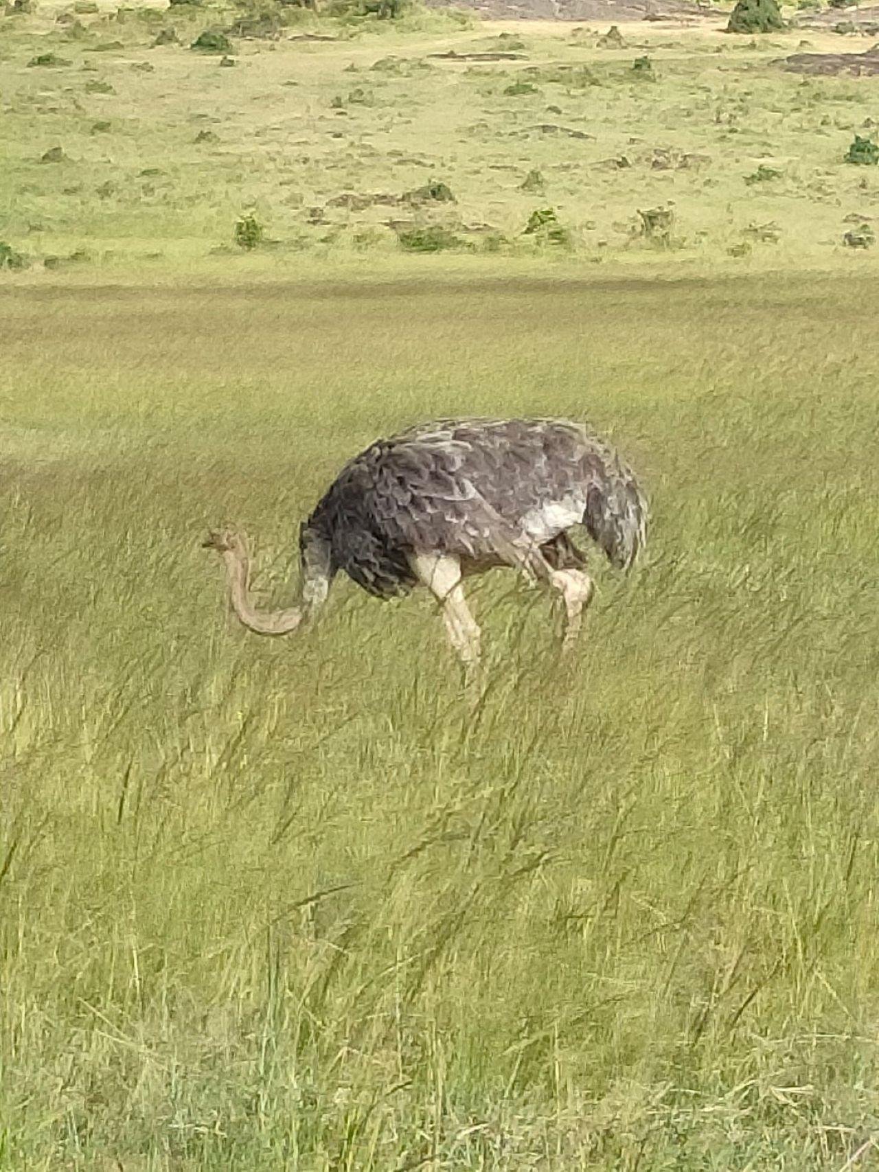 3-Day Maasai Mara Shared Jeep Safari from Nairobi