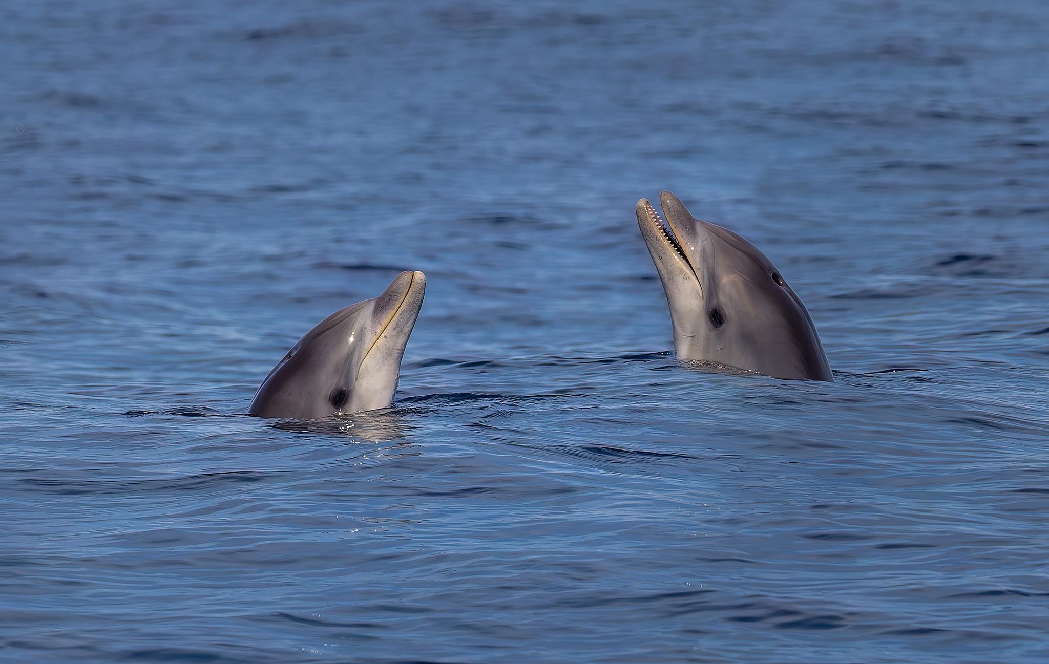 Dolphin Watching & Sea Cave Boat Tour from Can Picafort