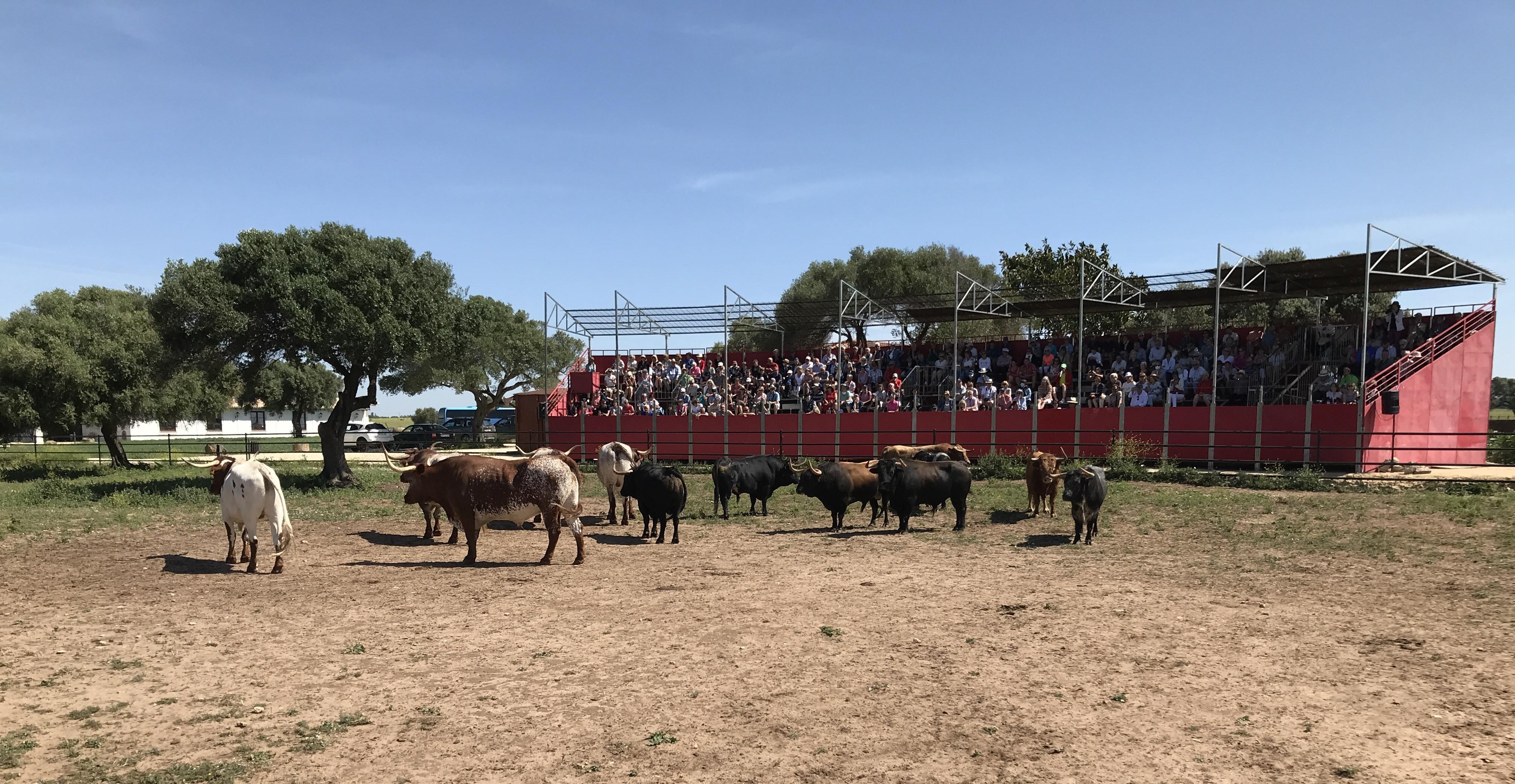 Cádiz: Torrestrella Bulls & Andalusian Horses Country Show