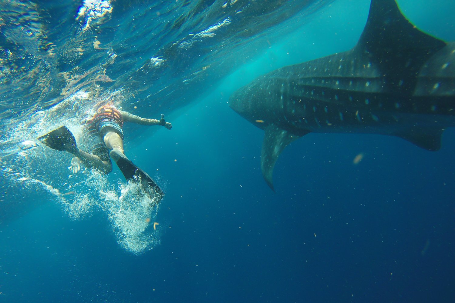Whale Shark Snorkel Adventure from Playa del Carmen