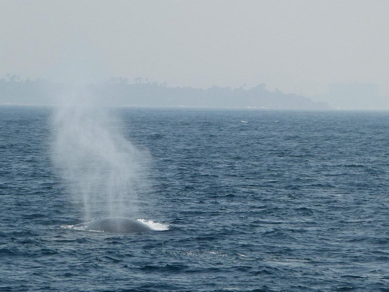 Mirissa Whale & Dolphin Watching Expedition